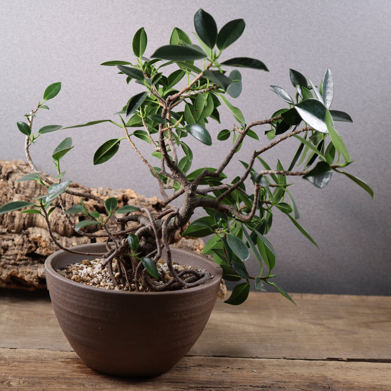 678『ガジュマル 盆栽仕立て』観葉植物【送料無料】 | MARX PLANTS