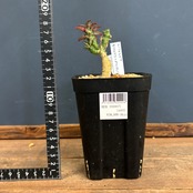 ユーフォルビア　♀クラビゲラ×♂カンダレンシス【609】