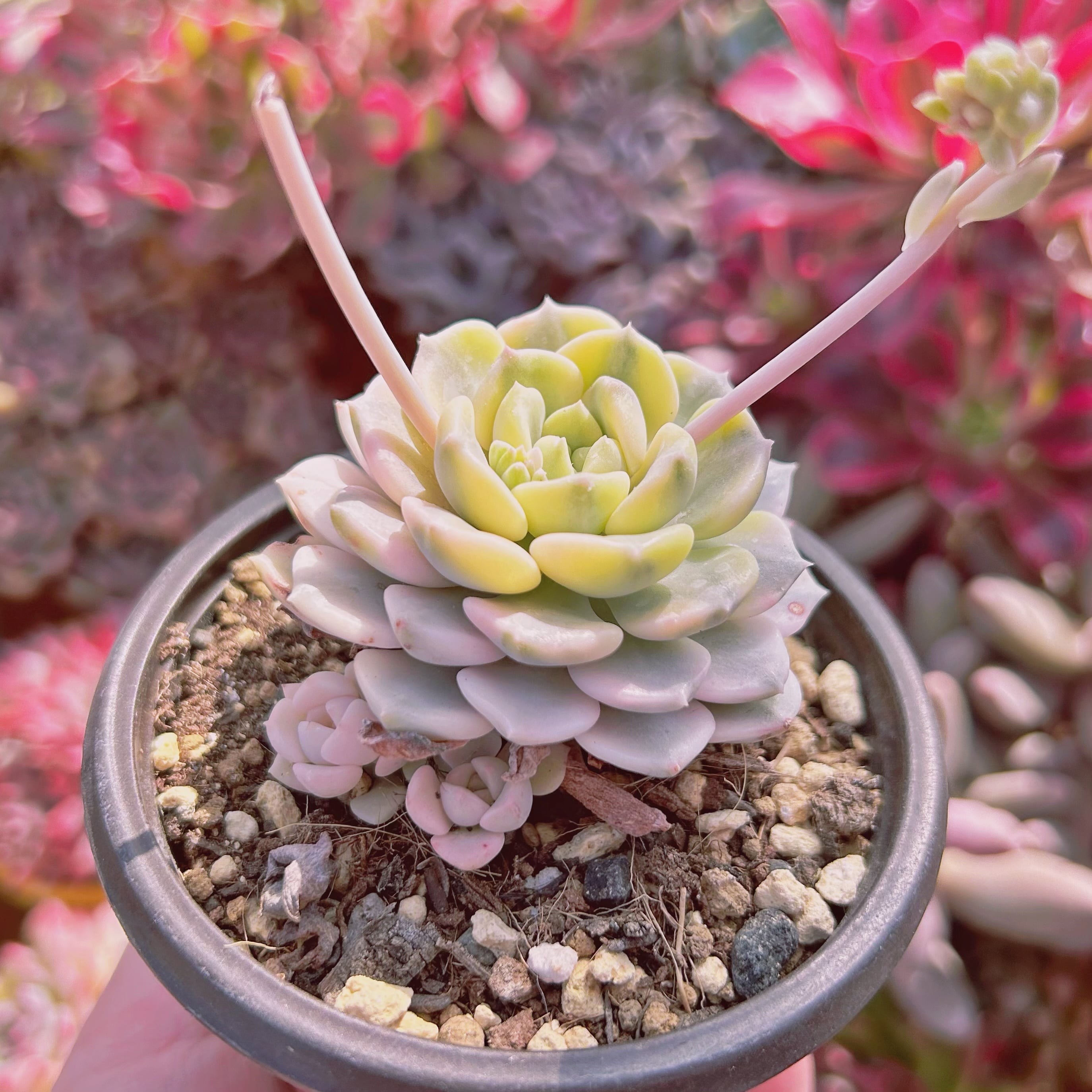 035現物 多肉植物 ベビードール錦 抜き苗 | るる農園~多肉植物専門