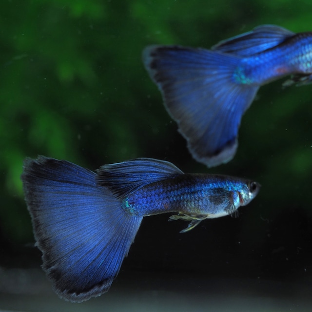 【セール】モスコーパープル(RREA系)　2ペア＋おまけ1ペア