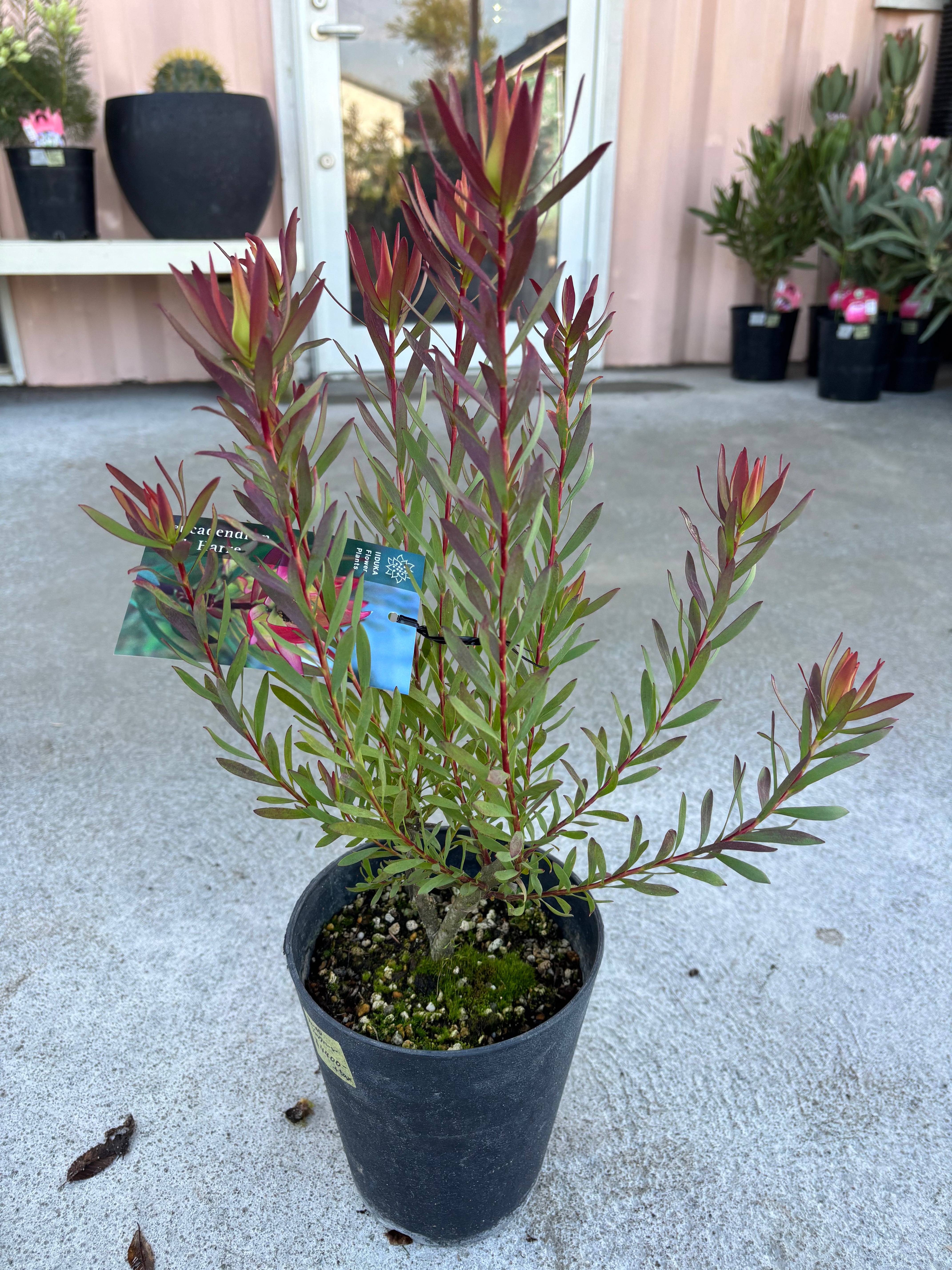 バーゼリア グリーニッシュ② | MELLOW Plants & Coffee