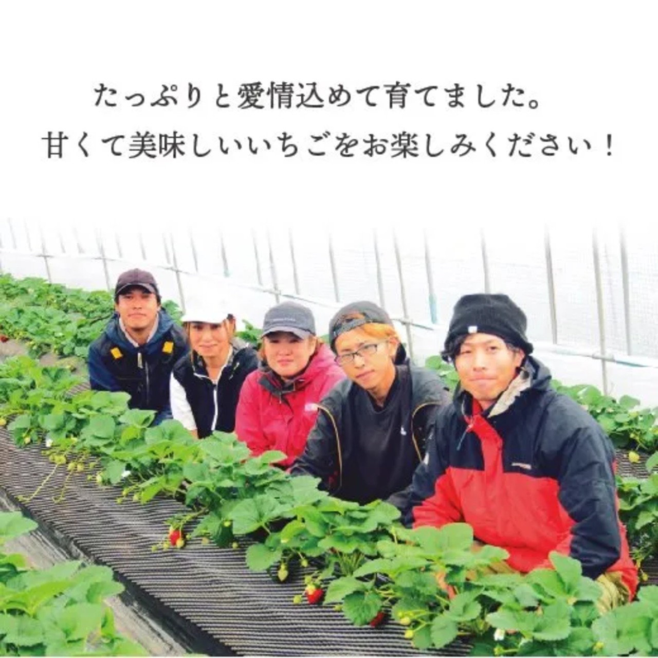 【3月31日お届け分まで】原宿ベリーの大粒いちご(450g)