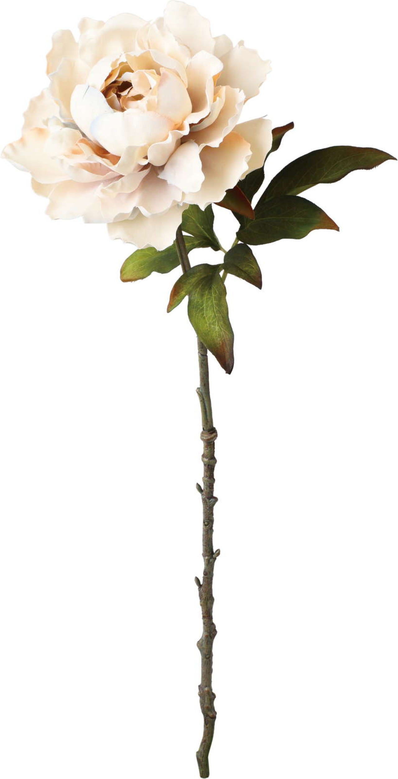 セレスティアシングルピオニー　FA-7578 BGY　4961823151668