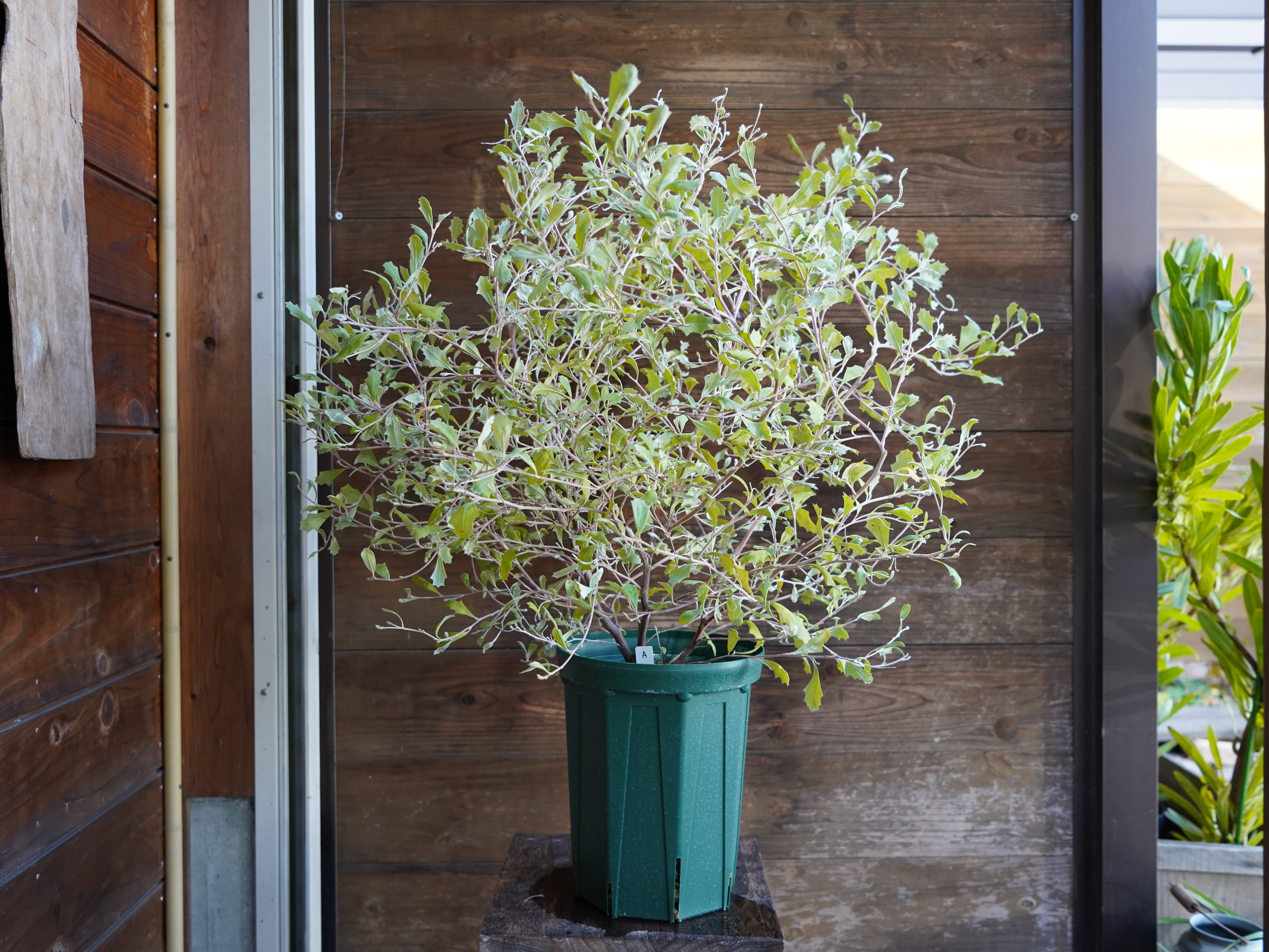 【現物】グレビレア　”ホーリホワイト”