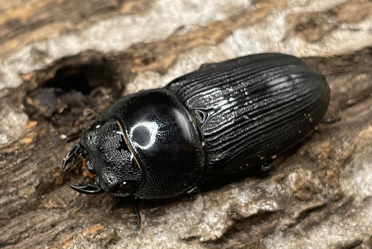 【WD】《パラワンパリーオオクワ 60mmUP ペア》