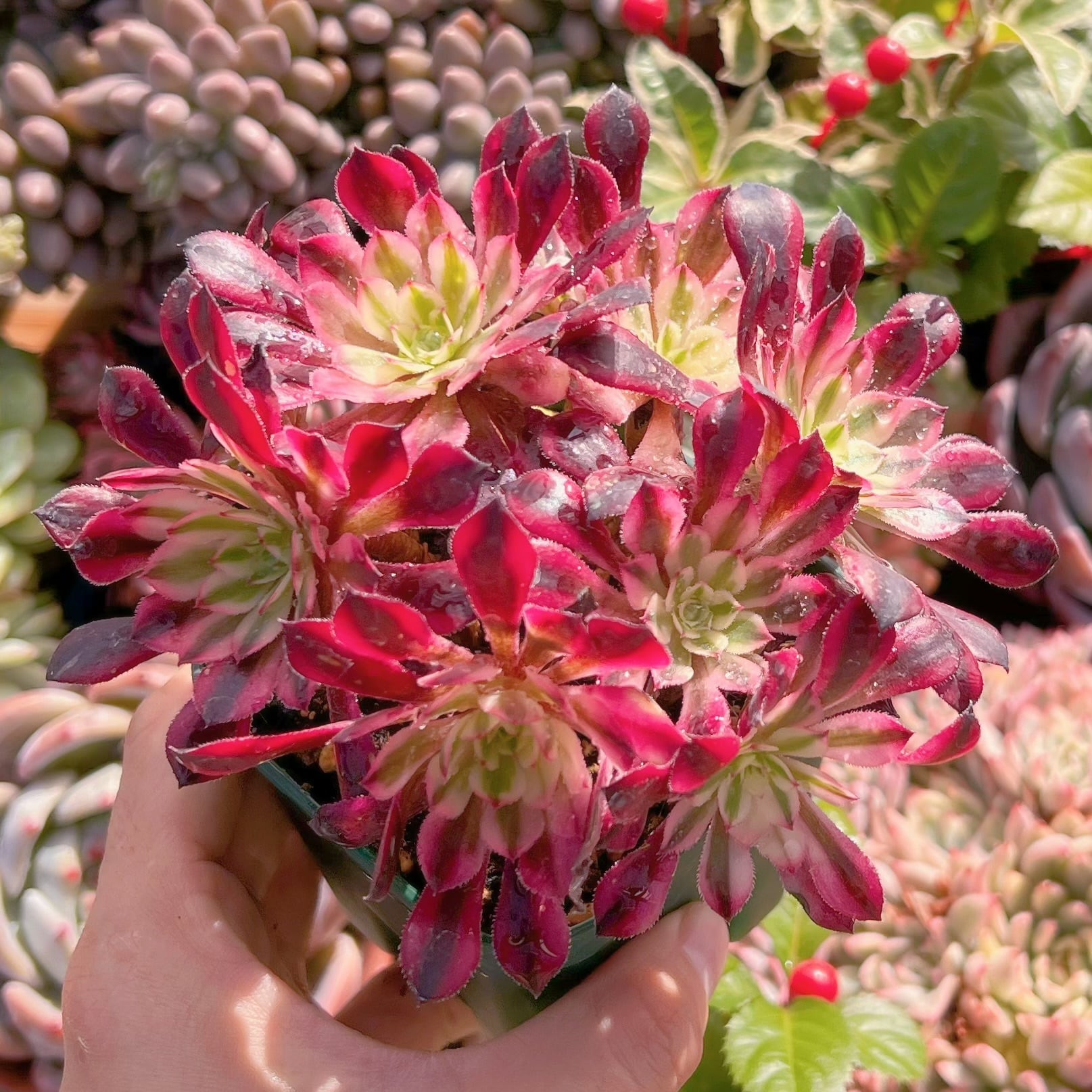 現品　ブラックチェリー#789   るる農園