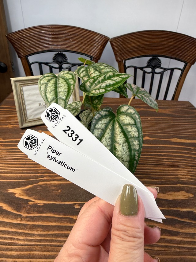 ★2331　ピペル　シルバティクム（3号ロングポット）