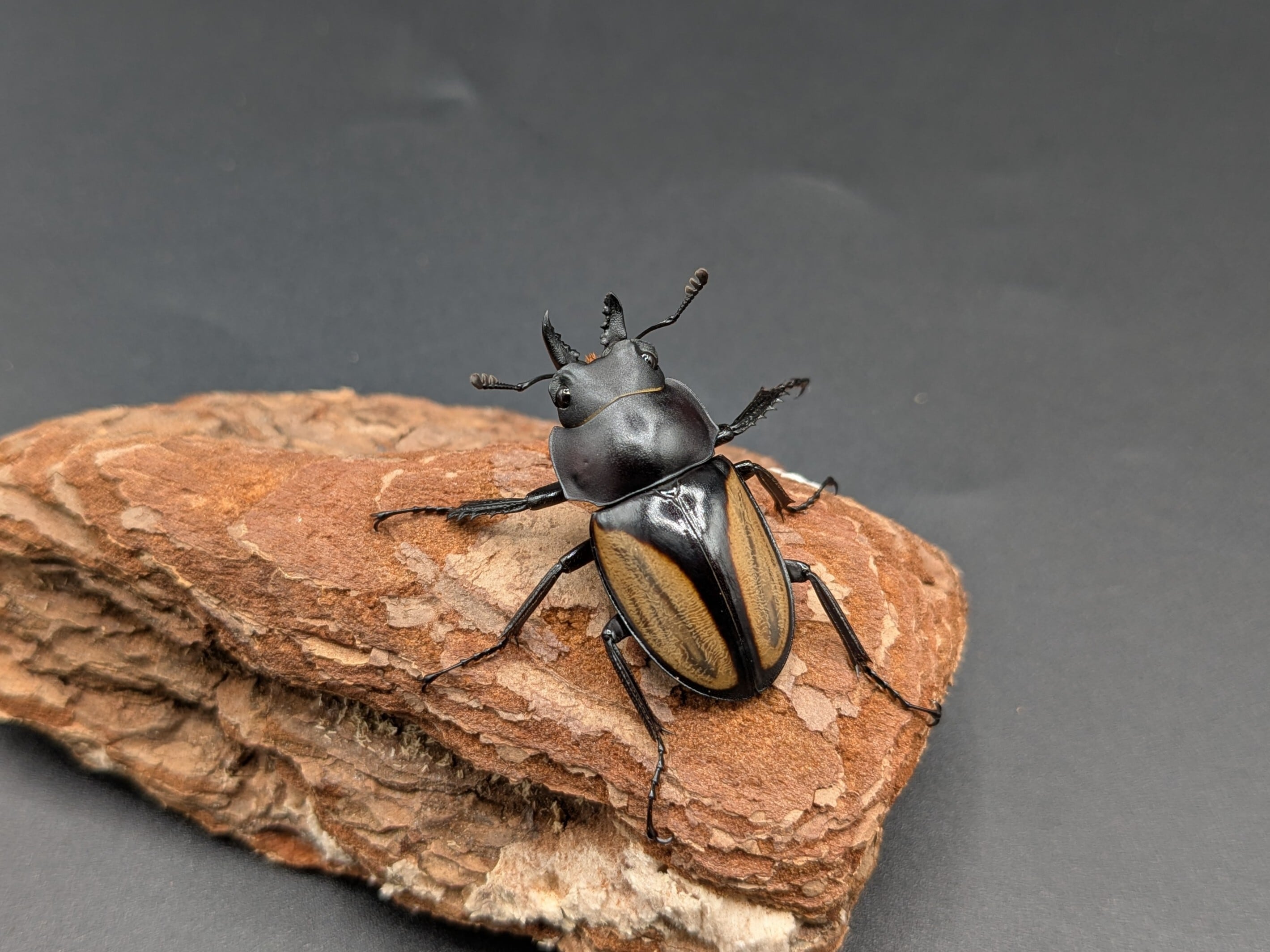 WDシミリスマルバネ ♂31mm♀27mm