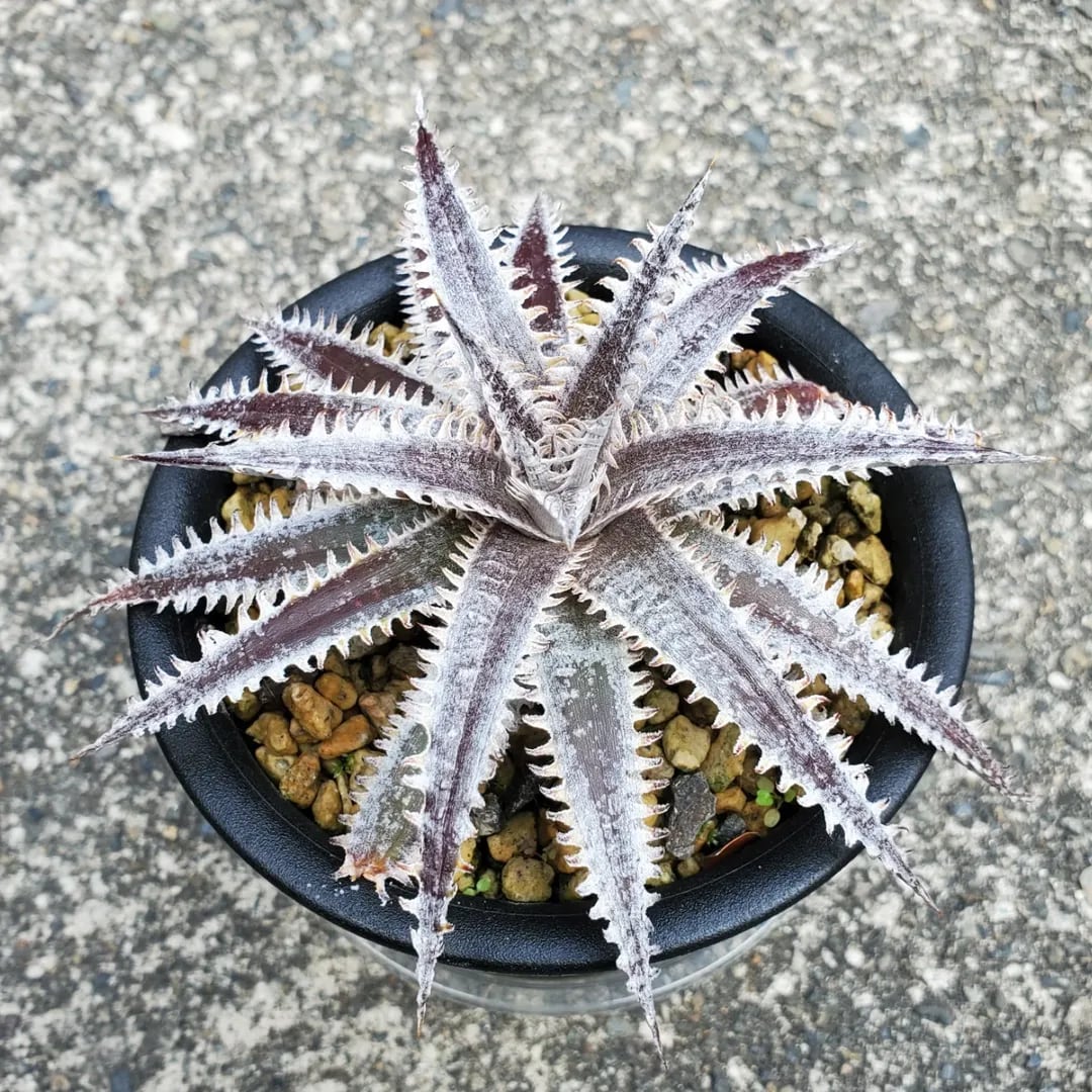 F00385_Aloe Hybrid：アロエ・ハイブリッド（子株） | レアプランツ