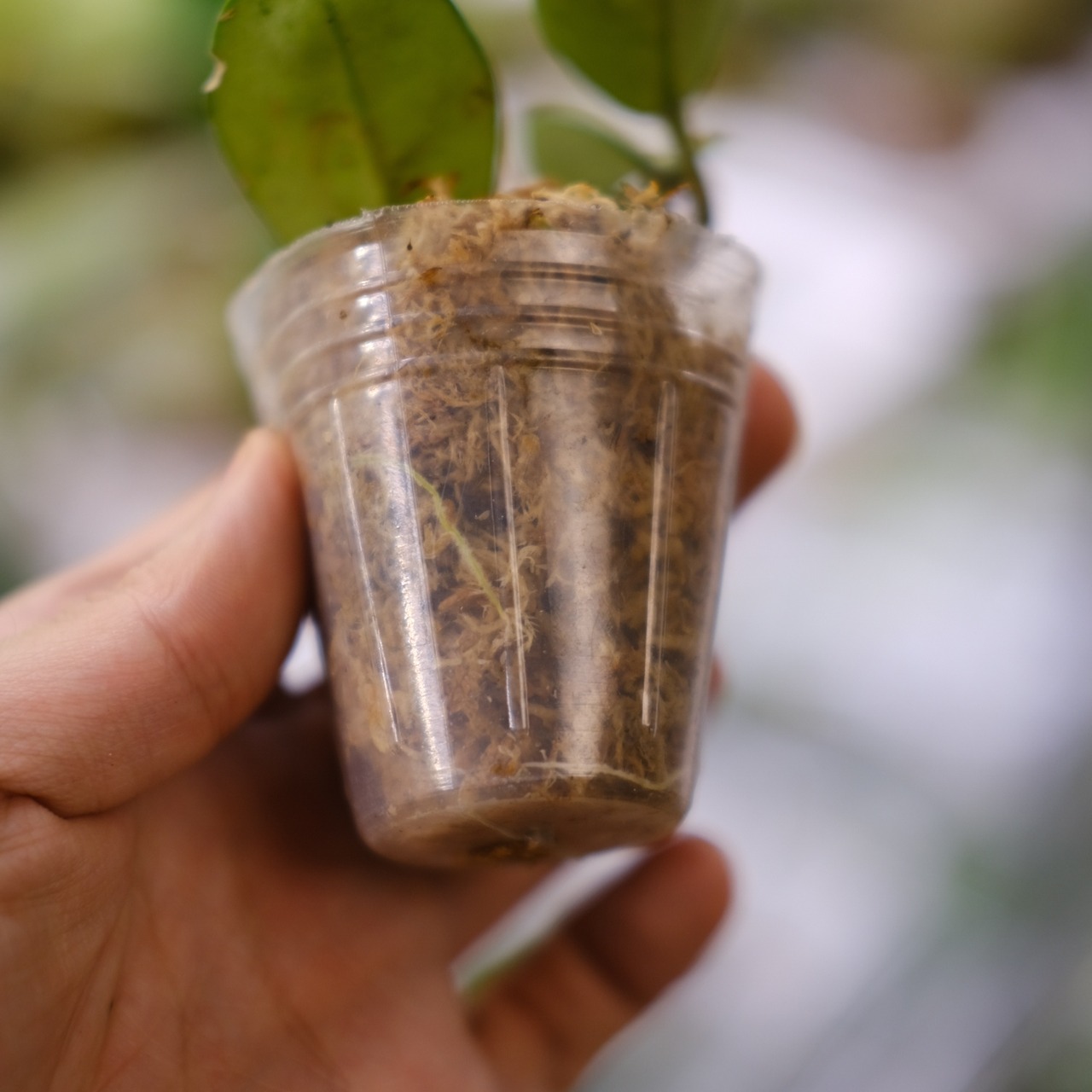 Hoya carnosa Nova Ghost / ホヤ カルノーサ ノバ ゴースト⑤│観葉植物