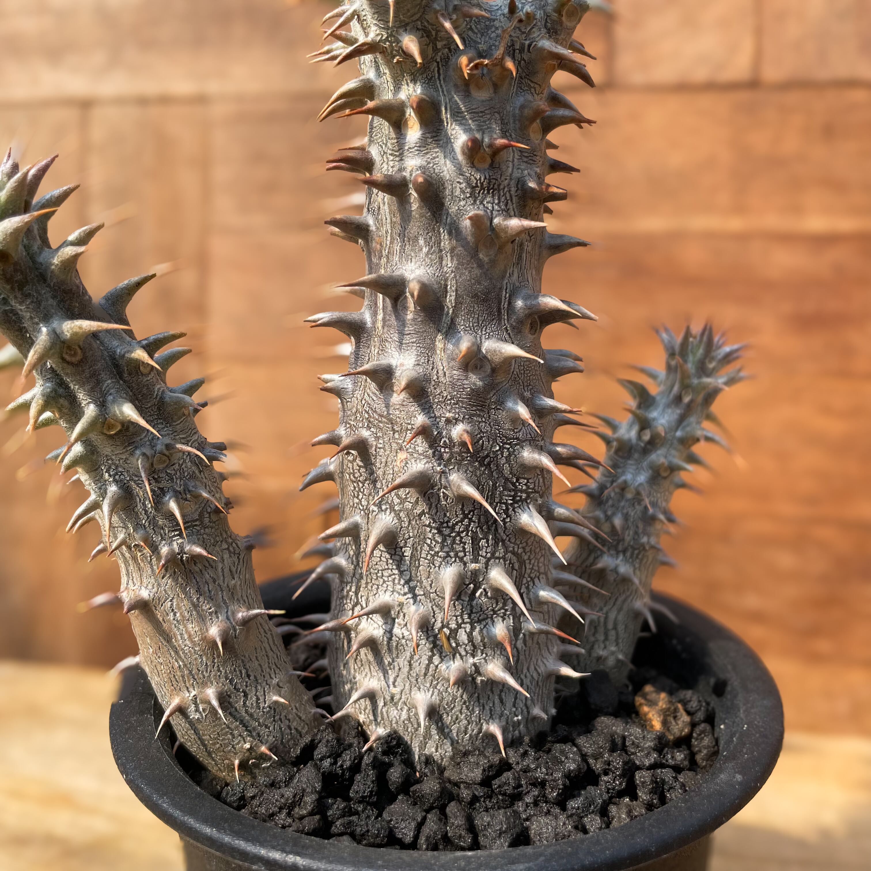 パキポディウム デンシフローラム【6頭 存在感抜群です】現品