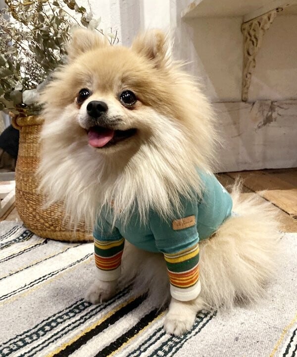 ハンドメイド犬服 花柄cottonのバルーンワンピ☆夏〜秋☆フリル袖に