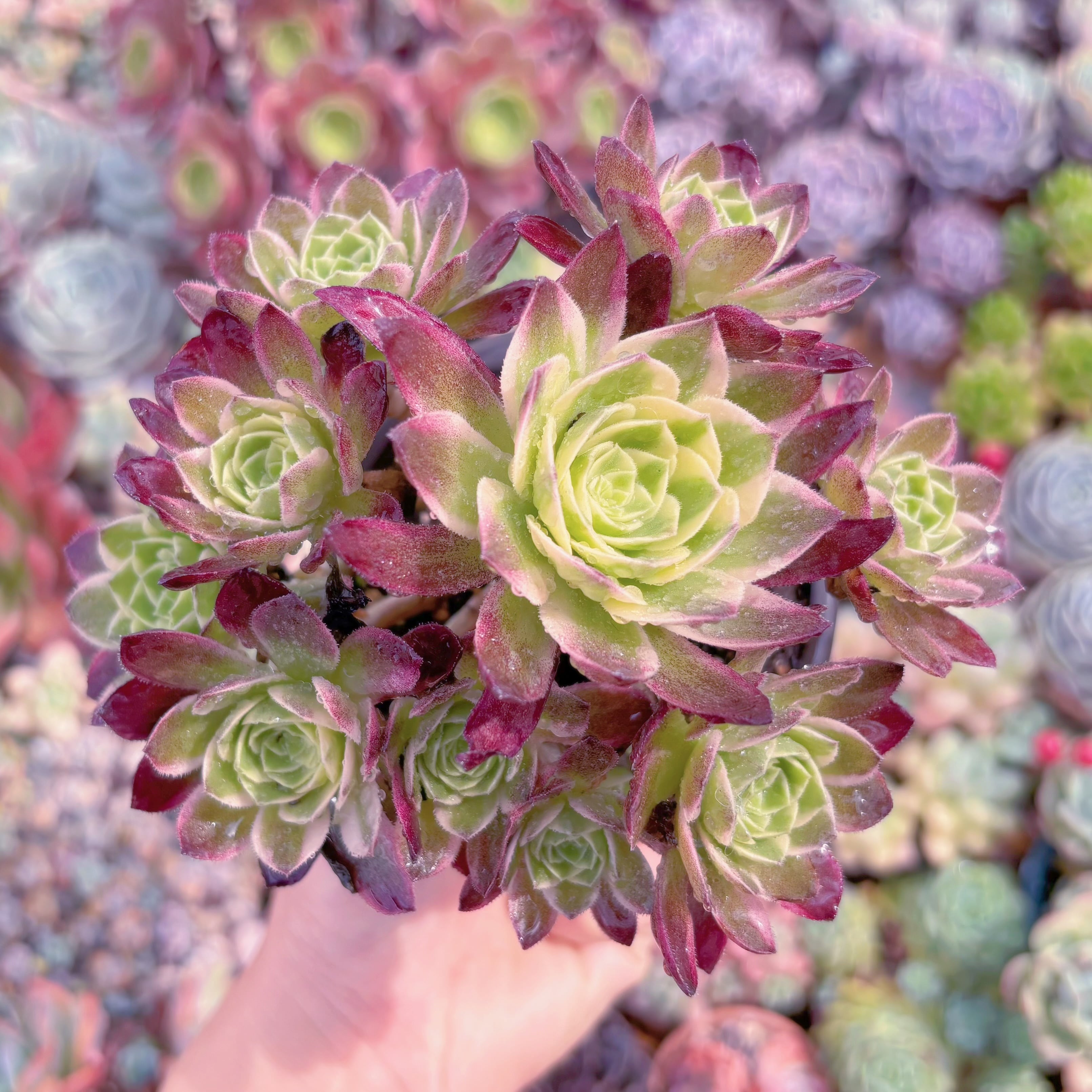 現品　海王#C58　群生　新入荷　るる農園