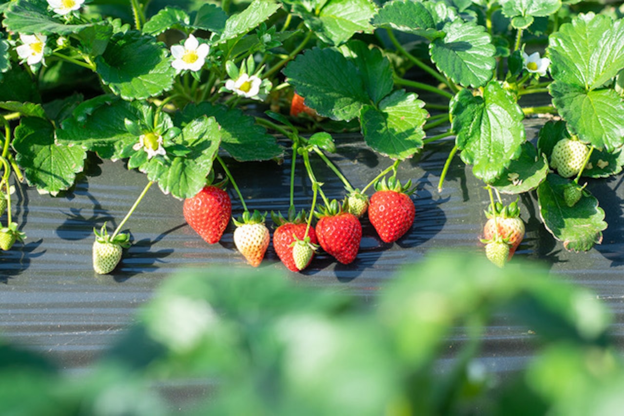 彩のあまりん・画像6