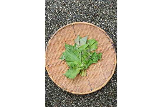 【香味野菜】大葉・10枚(7/31発送開始)