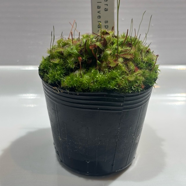 ドロセラ  スパスラタ ラブレ　Drosera spatulata var.lavellae