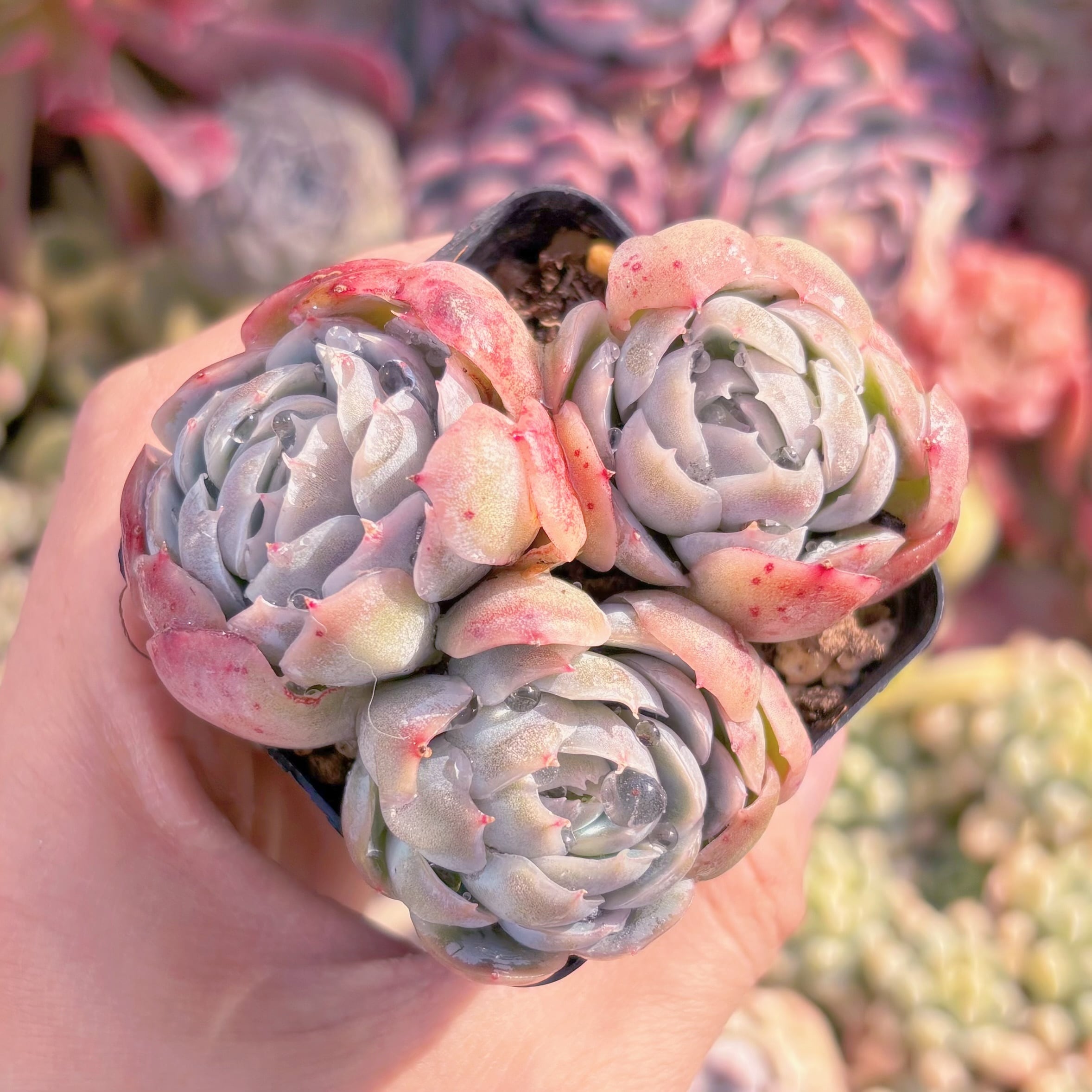 現品　クリームベリー#1159　るる農園