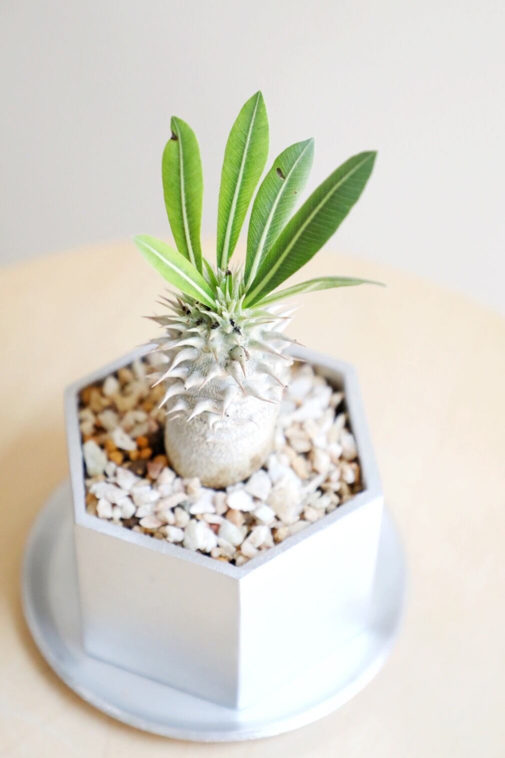 S】パキポディウム ホロンベンセ/Pachypodium Horombense | 【厳選植物