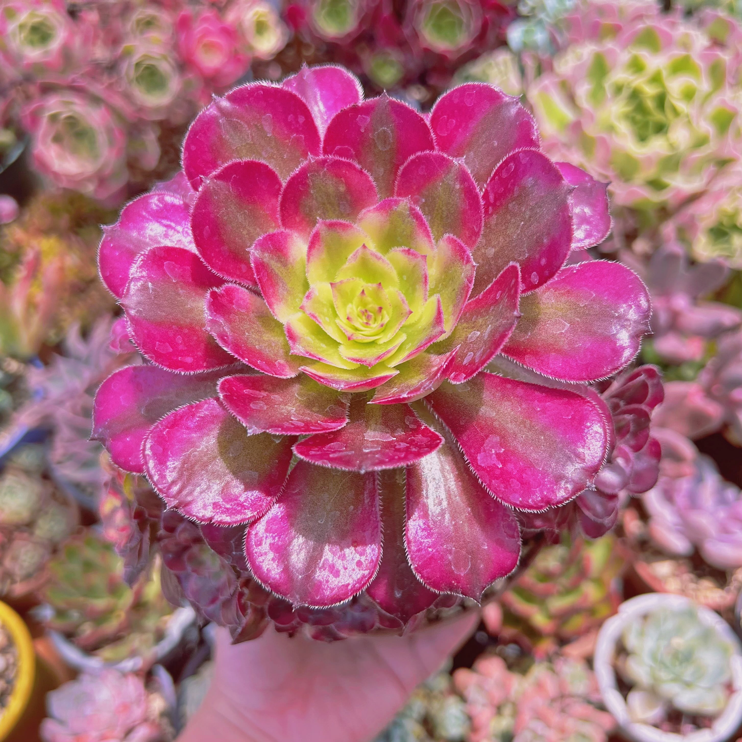 #855現物　多肉植物　美姫(Aeonium)　特大群生　抜き苗