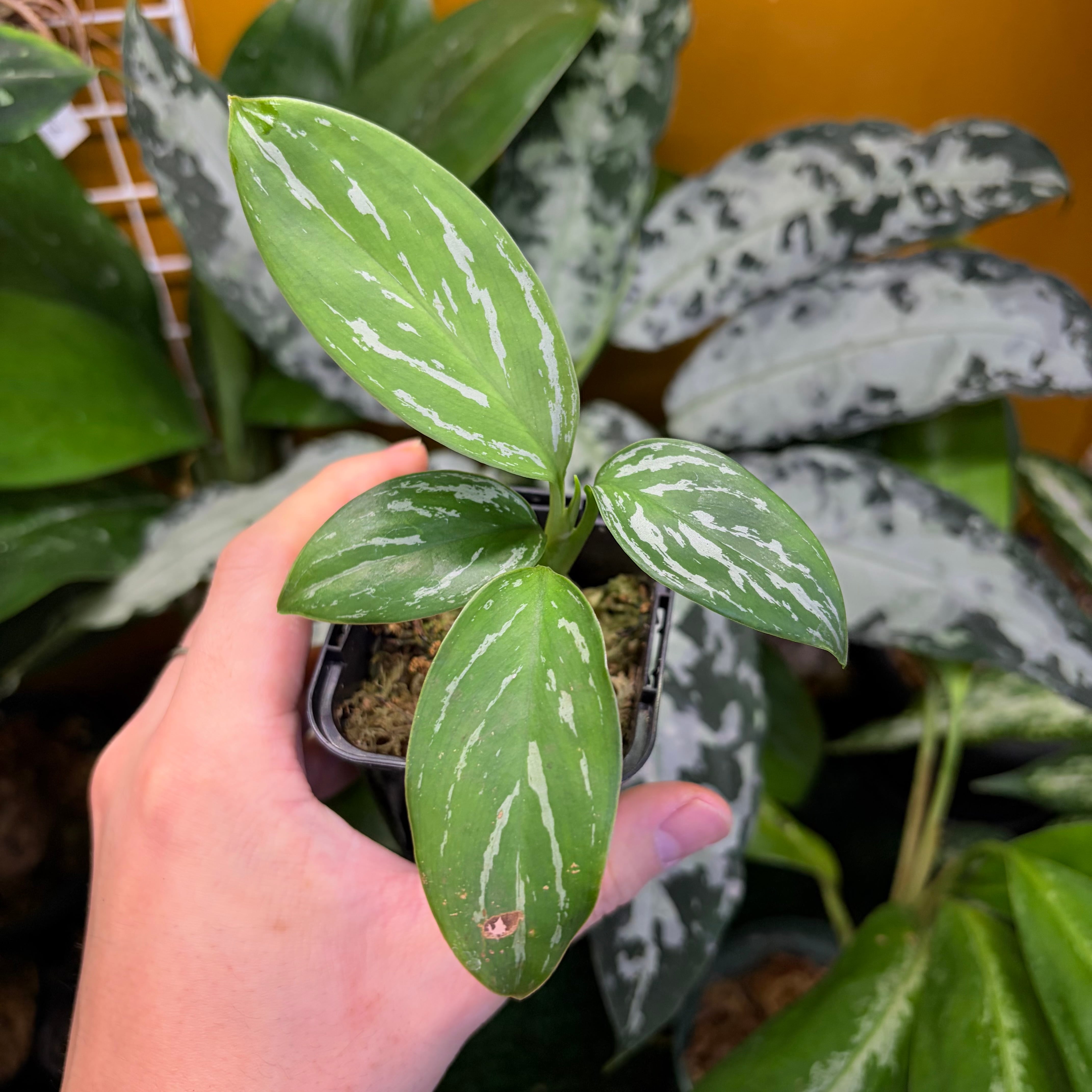 Aglaonema nitidum 