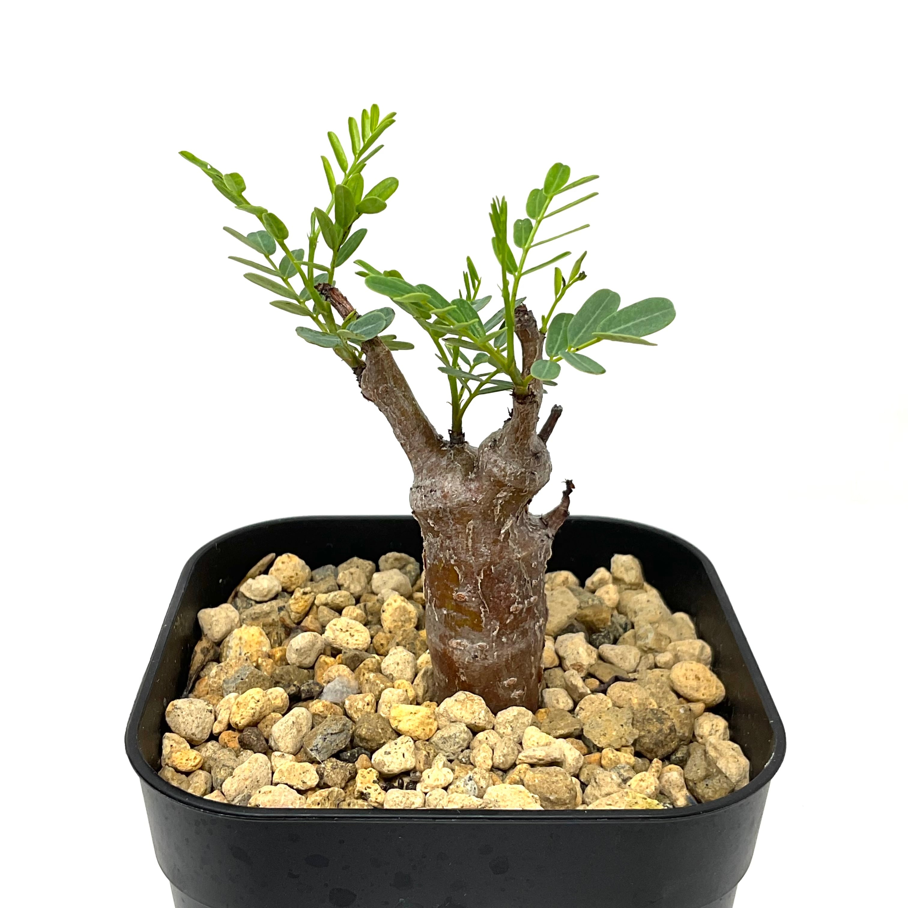 鉢ごと発送！！実生5年 超大型 美形 センナ メリディオナリス 美形  