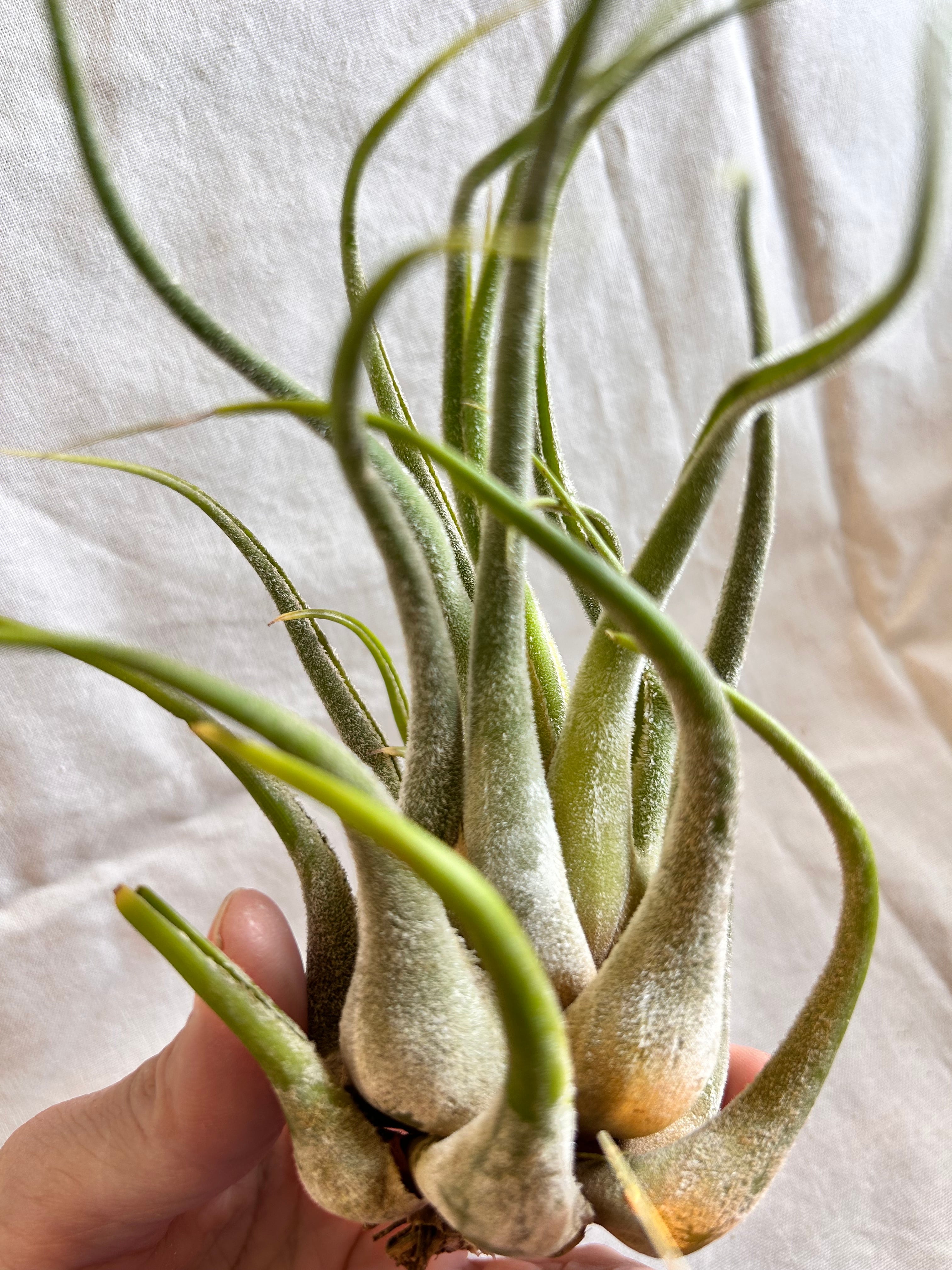 GREEN JAM foliageplant