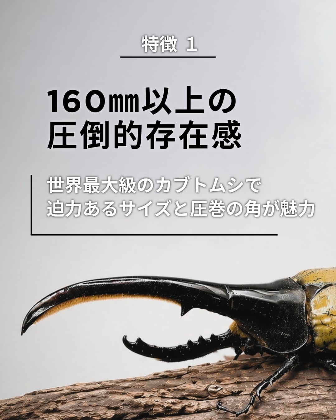 死着保証◯】160mm以上 ヘラクレスオオカブト 成虫 オス 【オプション