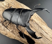 【WD】《スマトラオオヒラタ ベンクール産 84mm ペア》