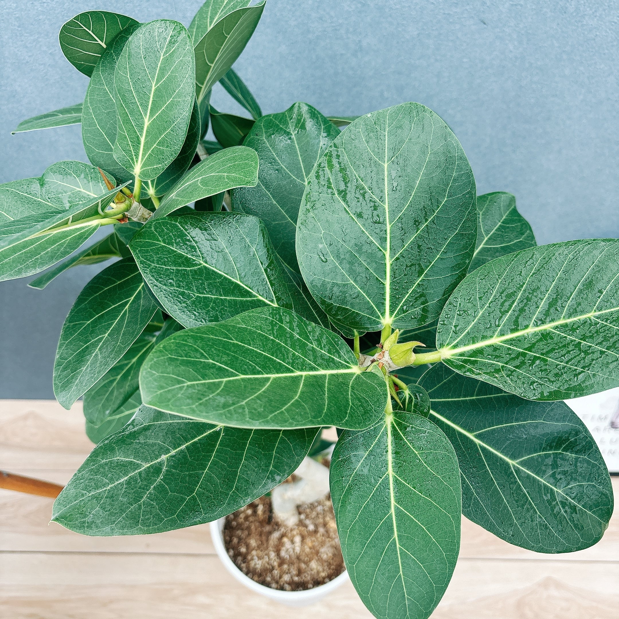 現品］G フィカス ベンガレンシス 曲がり 8号 観葉植物 室内 大型 ゴム