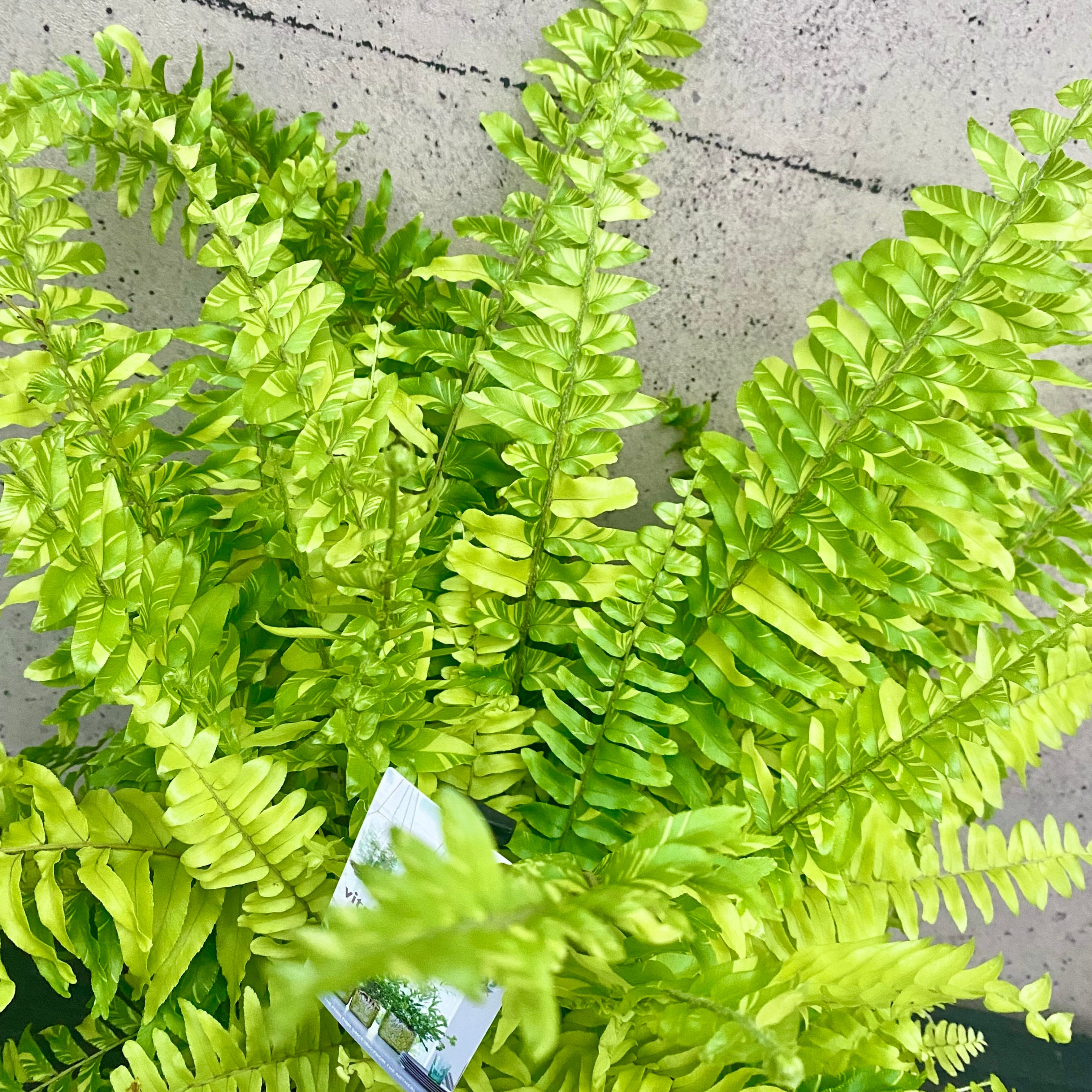 Planet Plants プラネットプランツ
