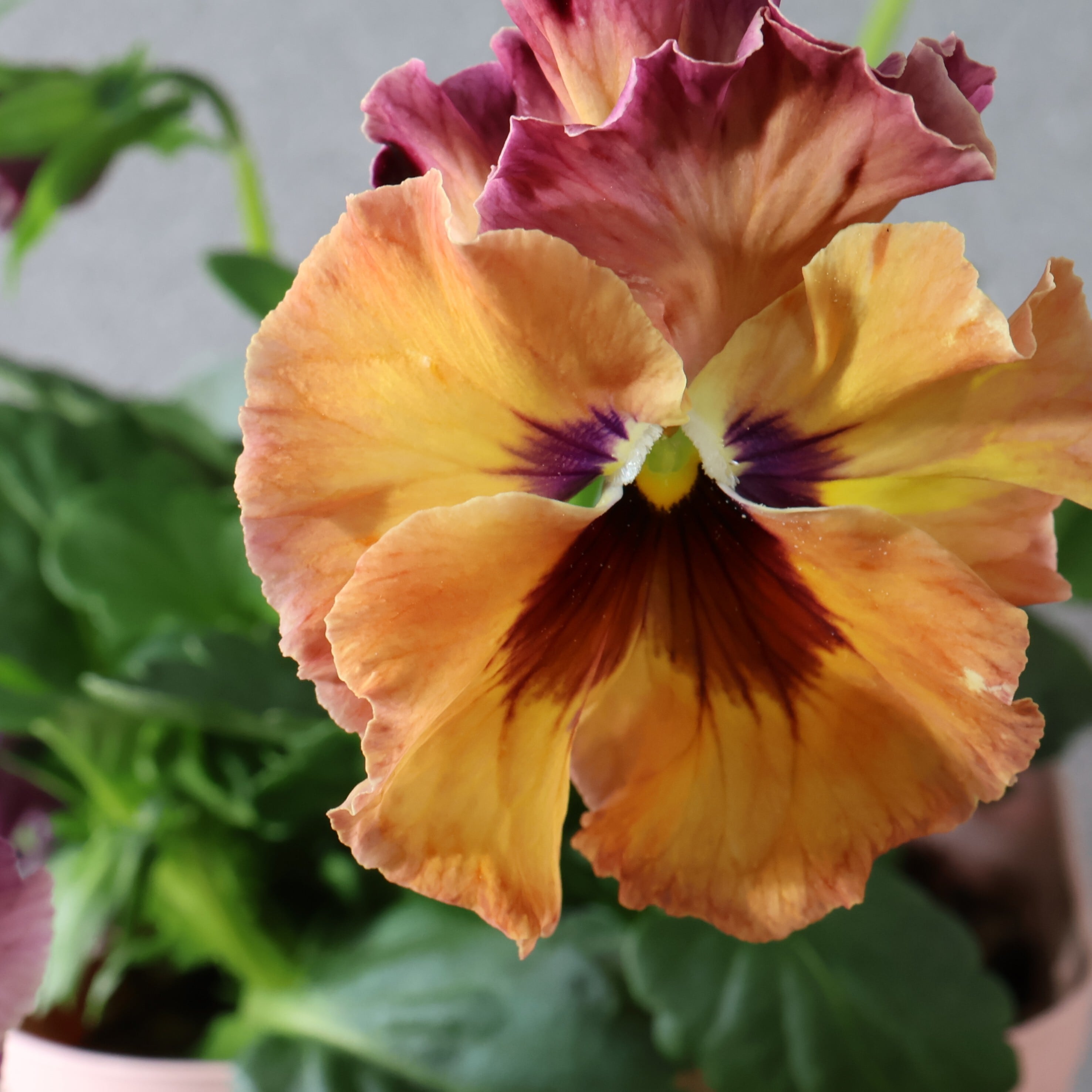 480 桂楓園さんオリジナルのフリル咲きパンジー『フェデネージュ モネ