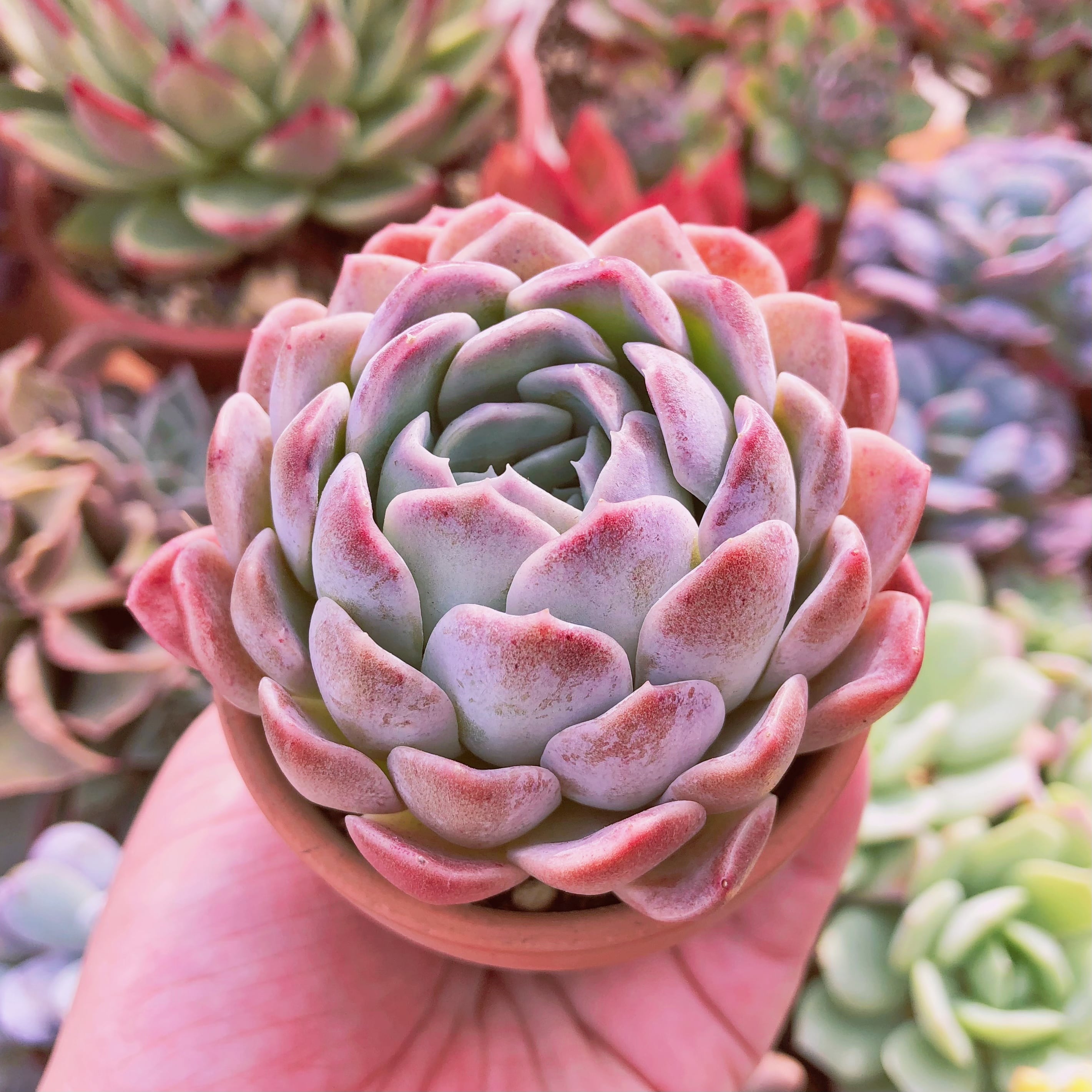 多肉植物　グランブルー