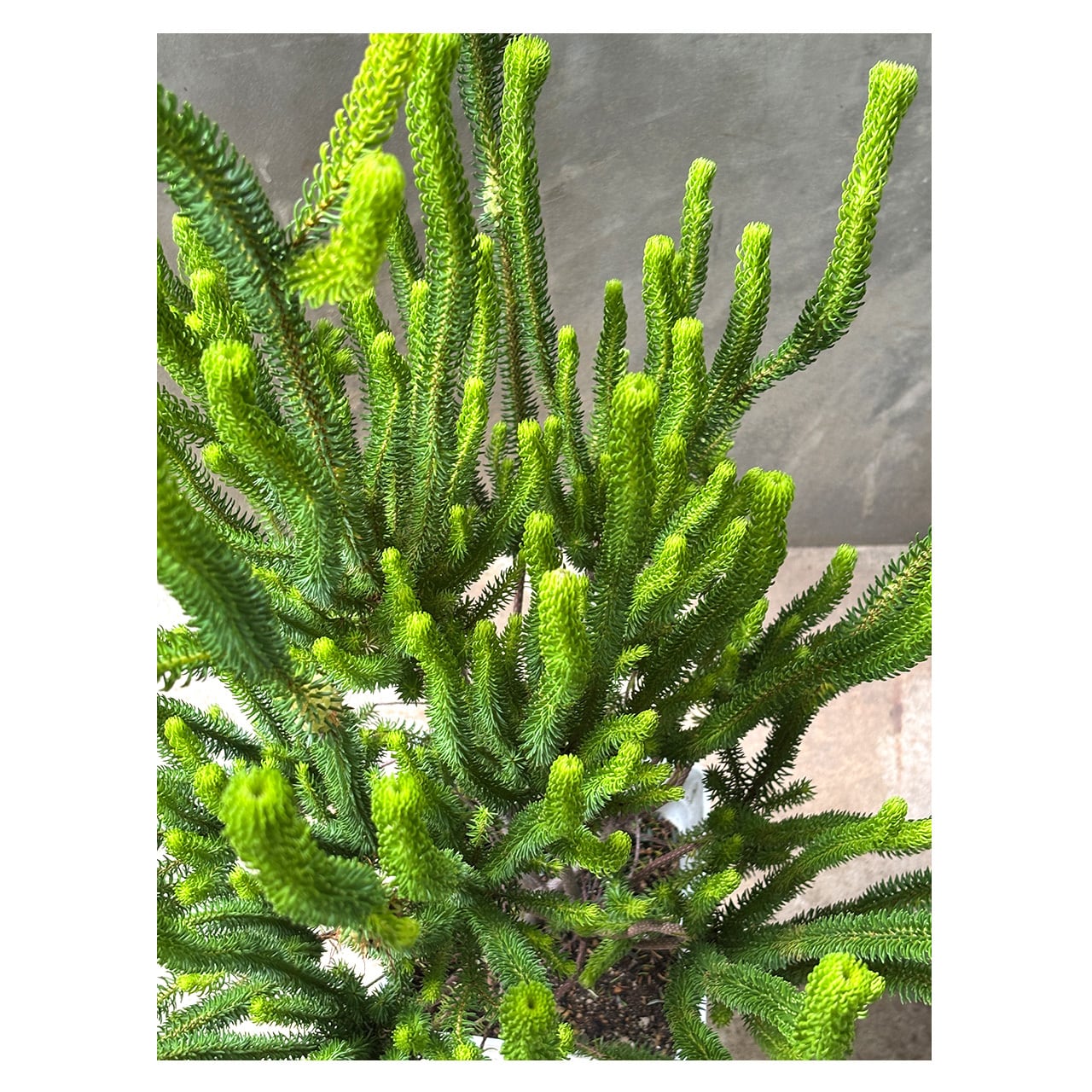 Erica sessiliflora | Seeding