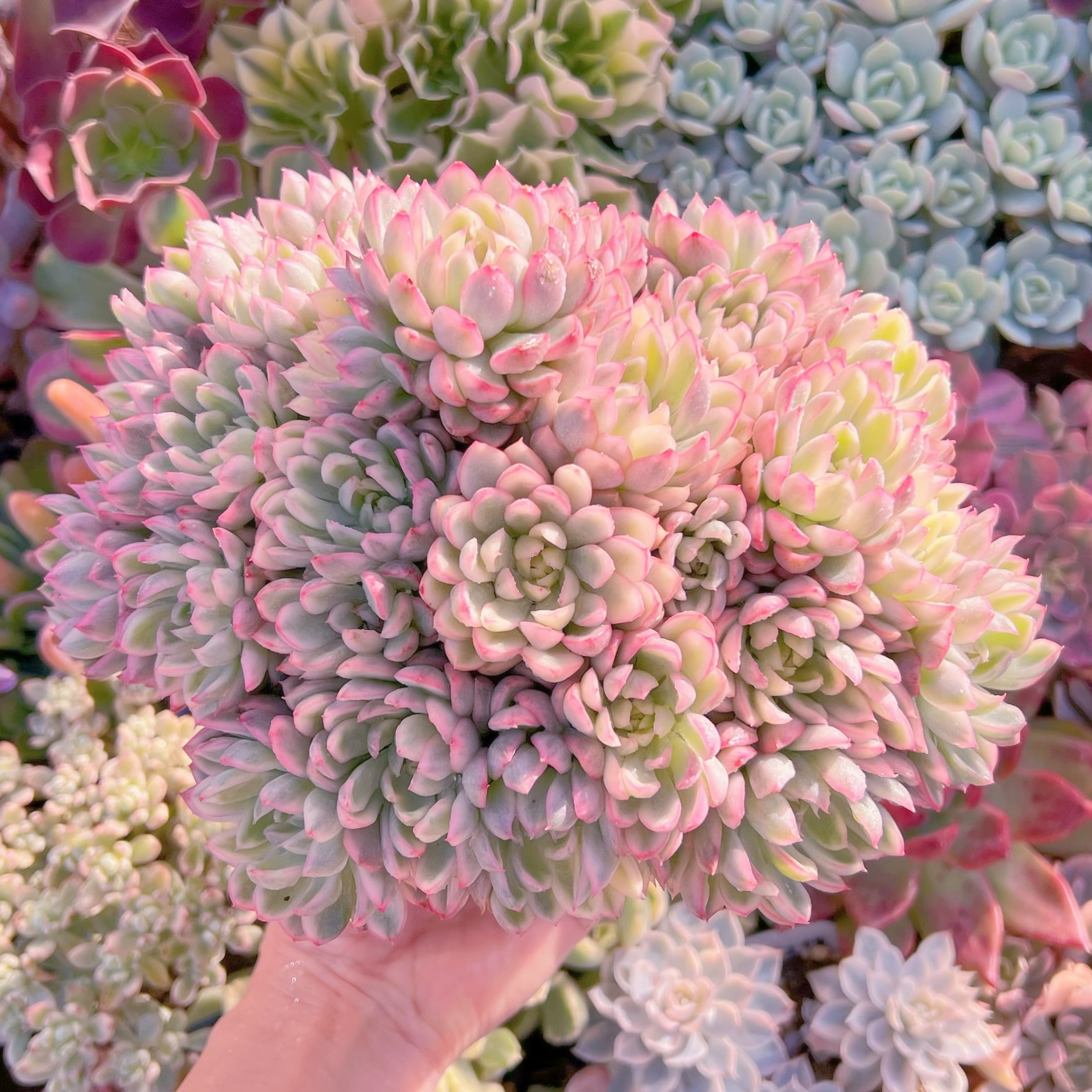 現品　女雛錦#813　新入荷　レア特特大群生18cm以上　るる農園