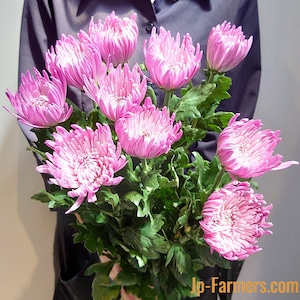 菊を飾ろう‼　アナスタシアピンク　10本
