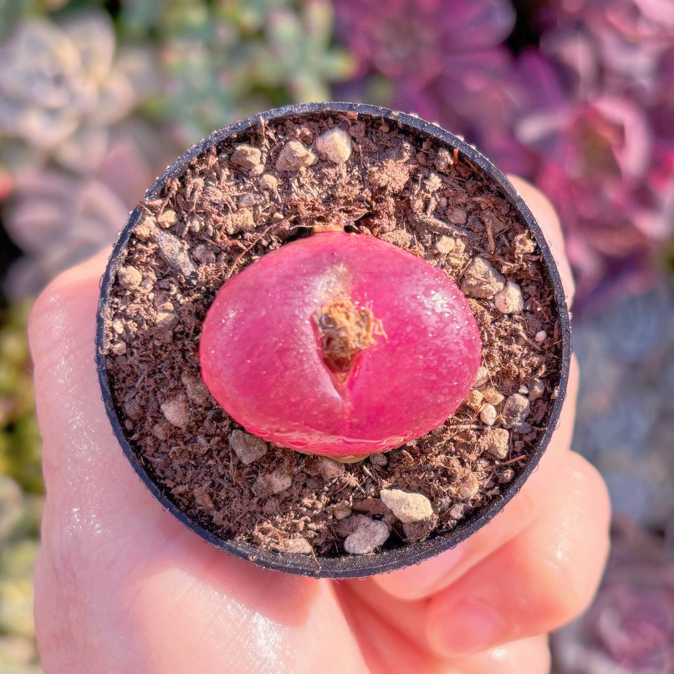 現品　マウガニー#906　るる農園