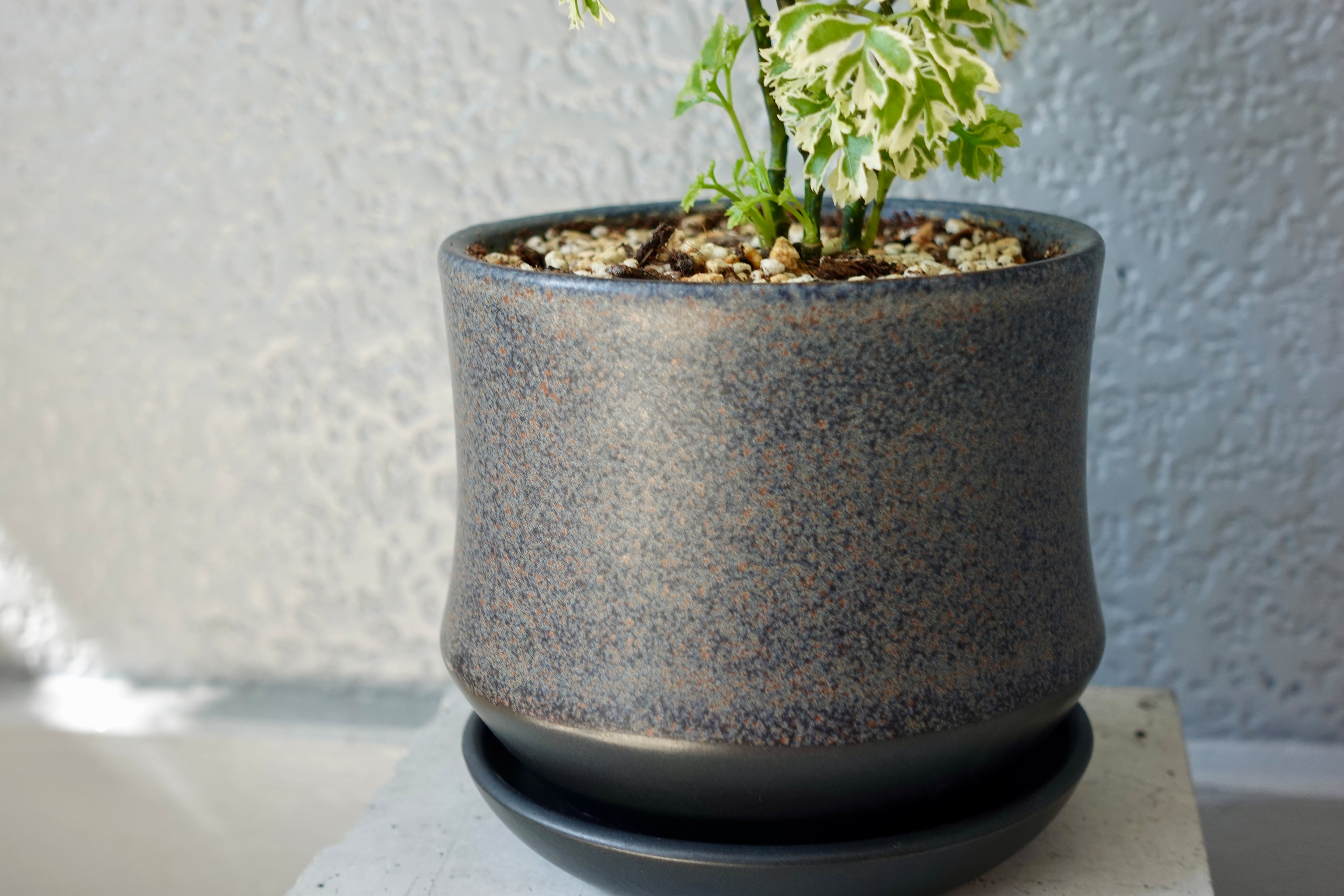 破格‼︎早い者勝ち‼︎シュガー　宝鉢　オーダー台座 0c71783a621b113b396673df8295ee