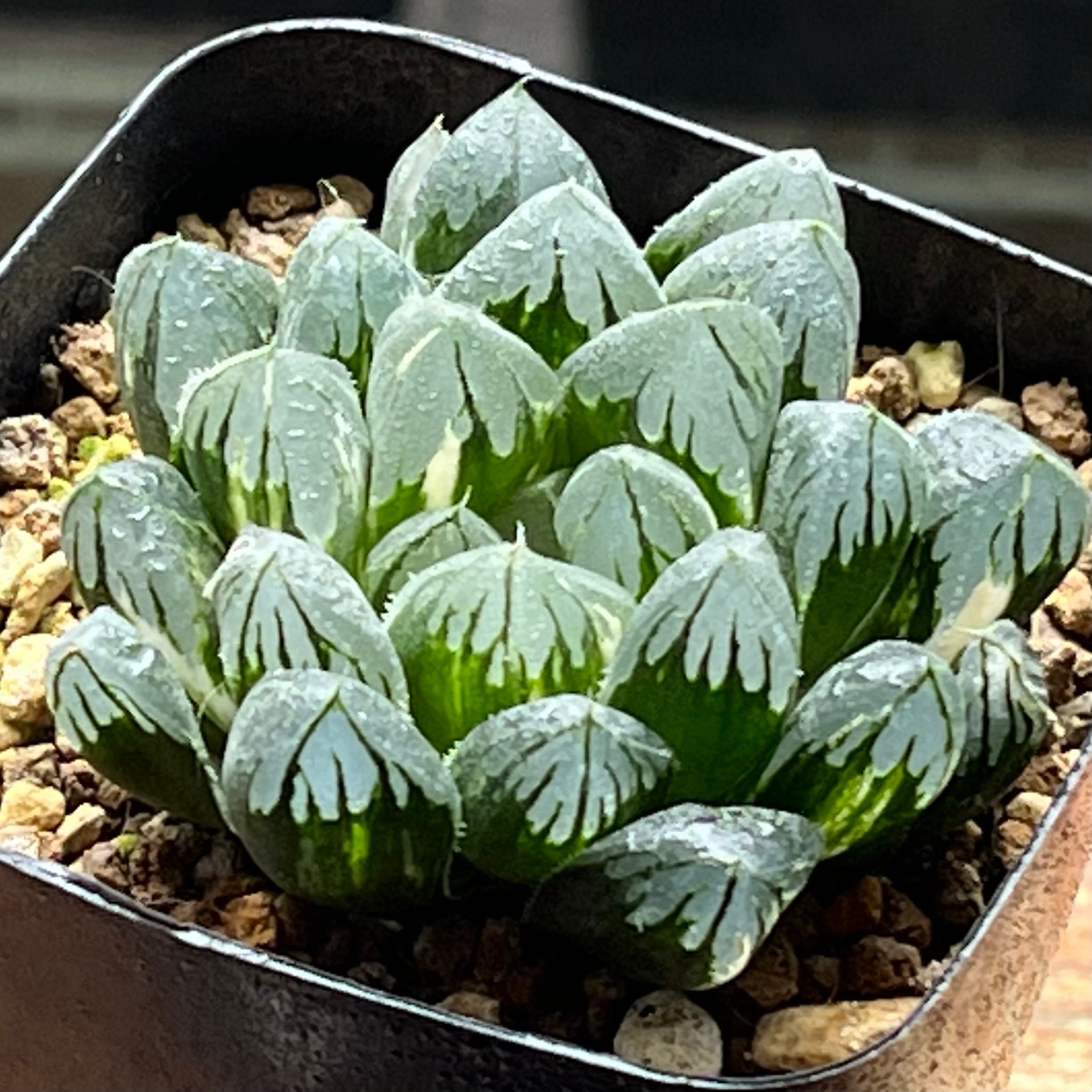 ハオルチア 火鳳凰錦 | mocono_plants