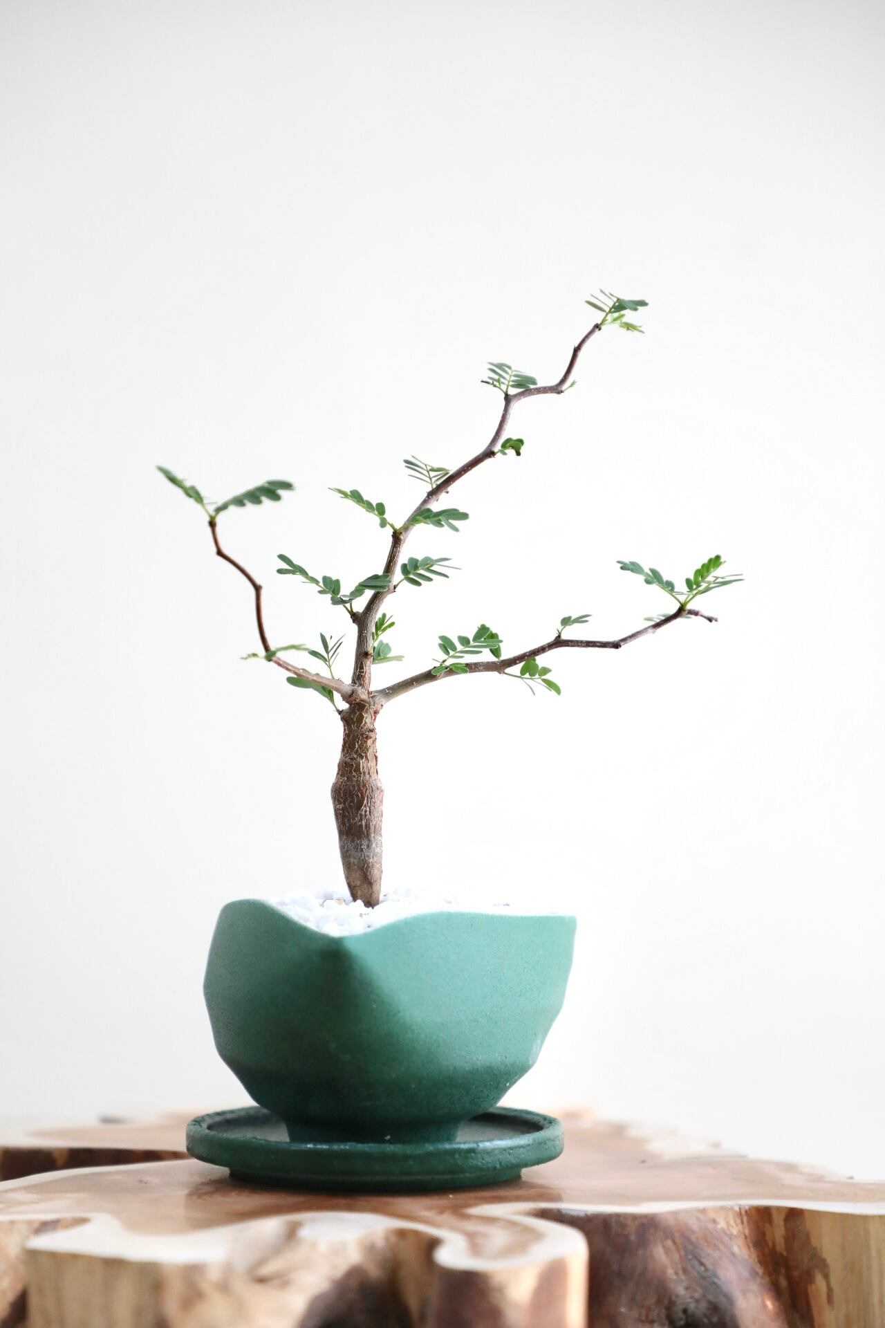 【鉢付き】センナメリディオナリス センナ メリディオナリス2.5号 | 植物との暮らし apricot