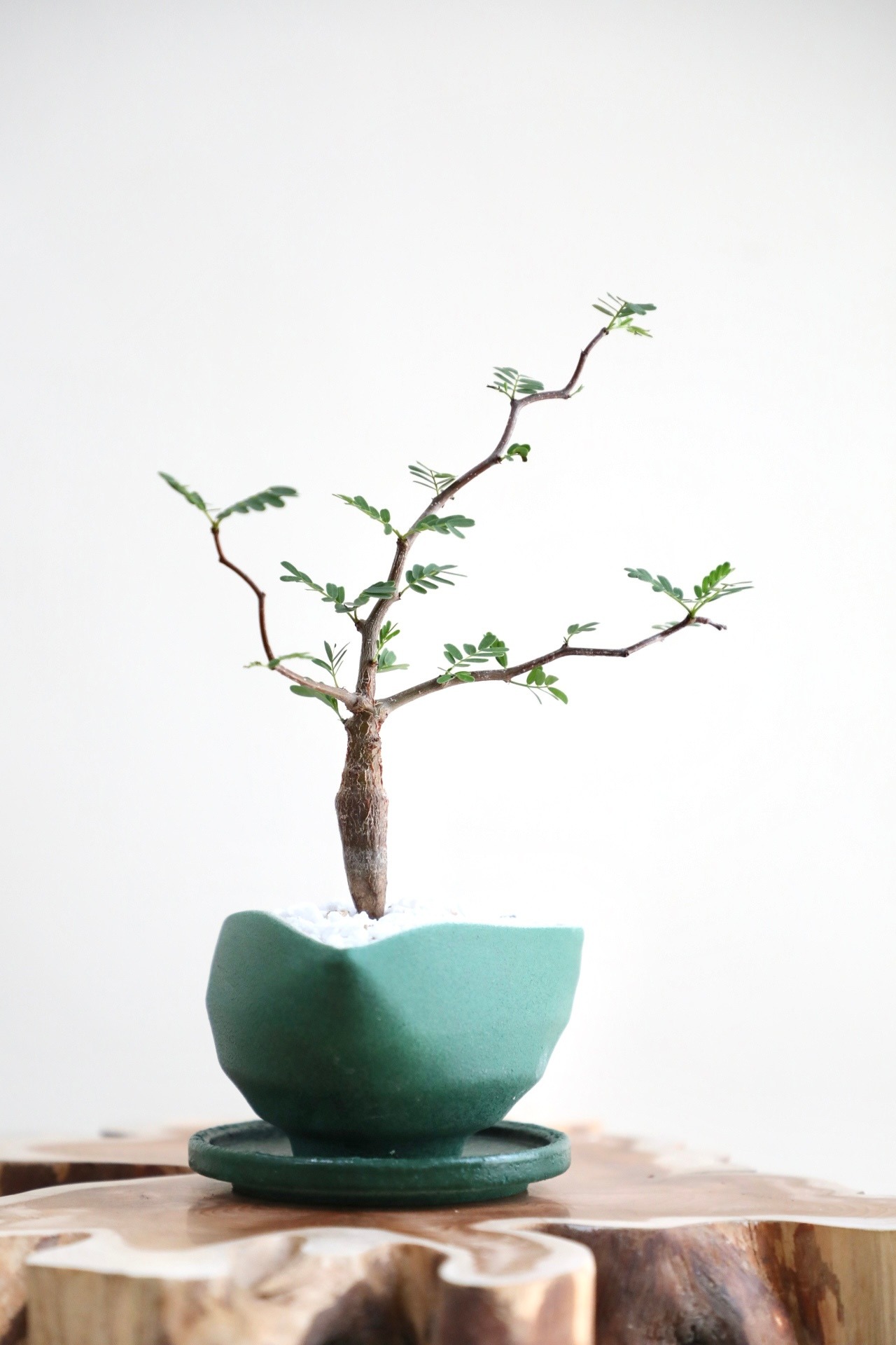 【S】センナ メリディオナリス/Senna meridionalis ※陶器鉢付き