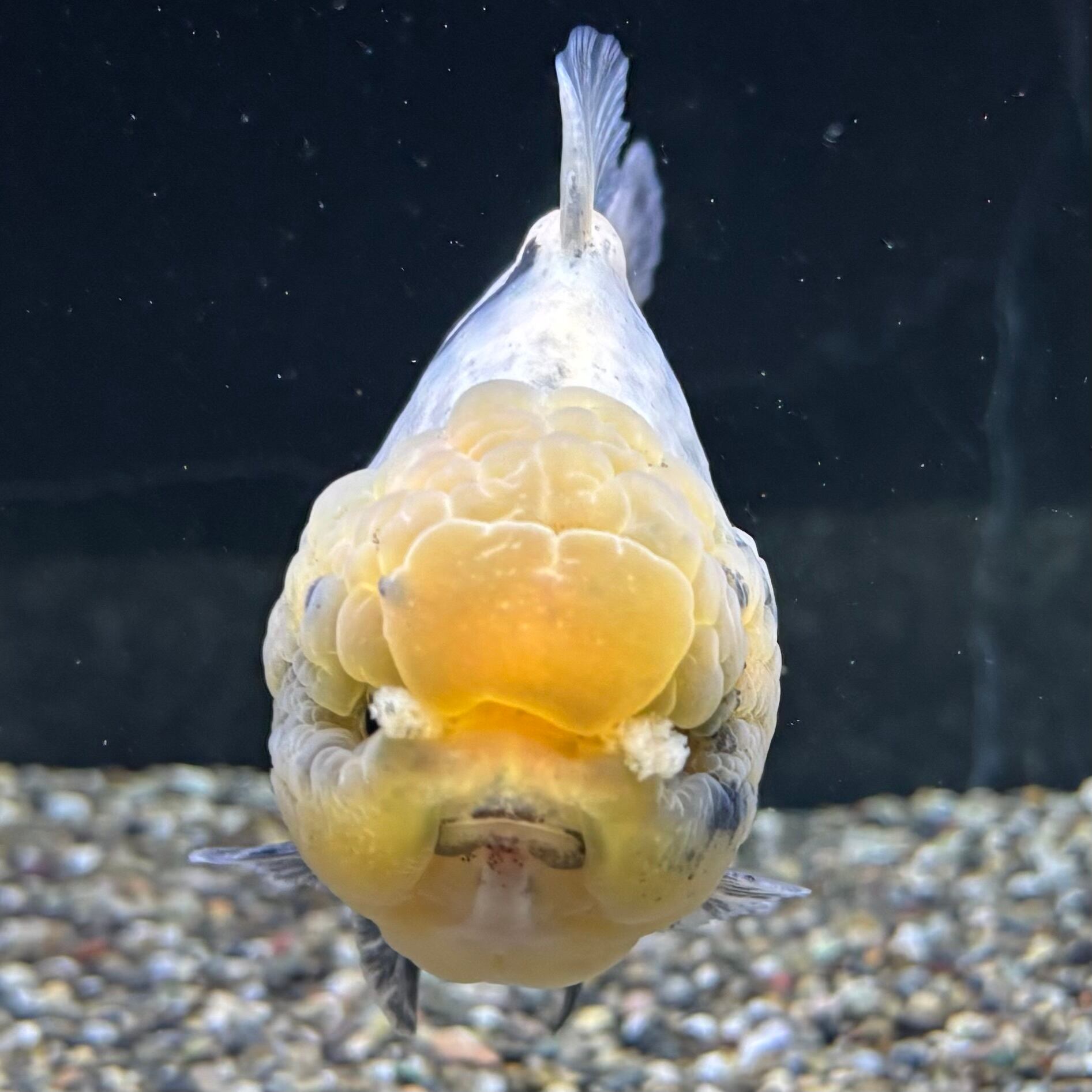 オラウータン セレクト】オランダST 13cm | 金魚・熱帯魚専門店 AquaPro.H