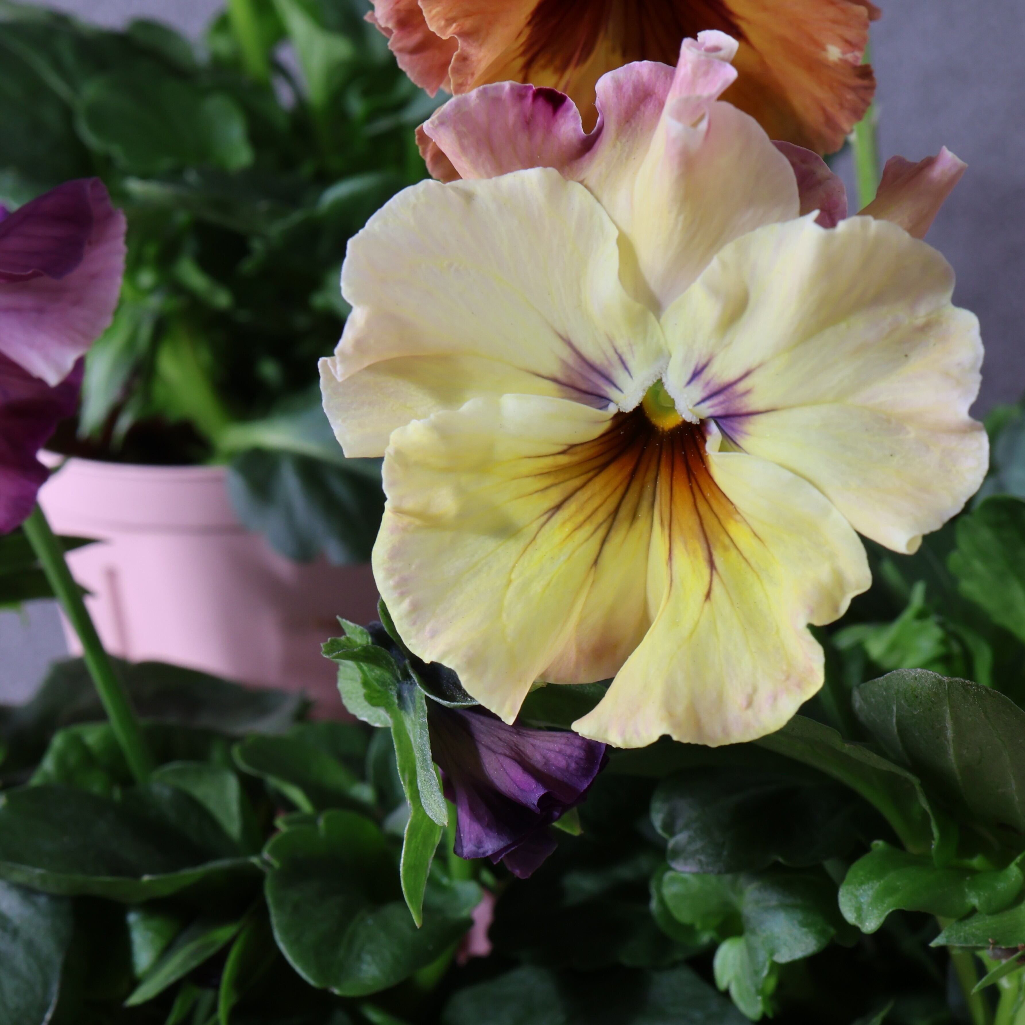 480 桂楓園さんオリジナルのフリル咲きパンジー『フェデネージュ モネ