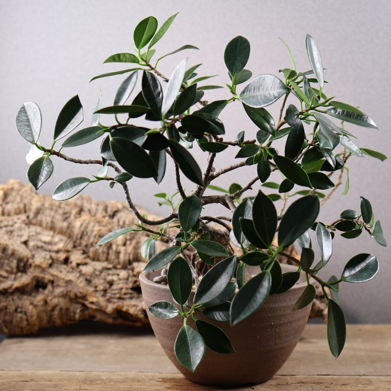 678『ガジュマル 盆栽仕立て』観葉植物【送料無料】 | MARX PLANTS