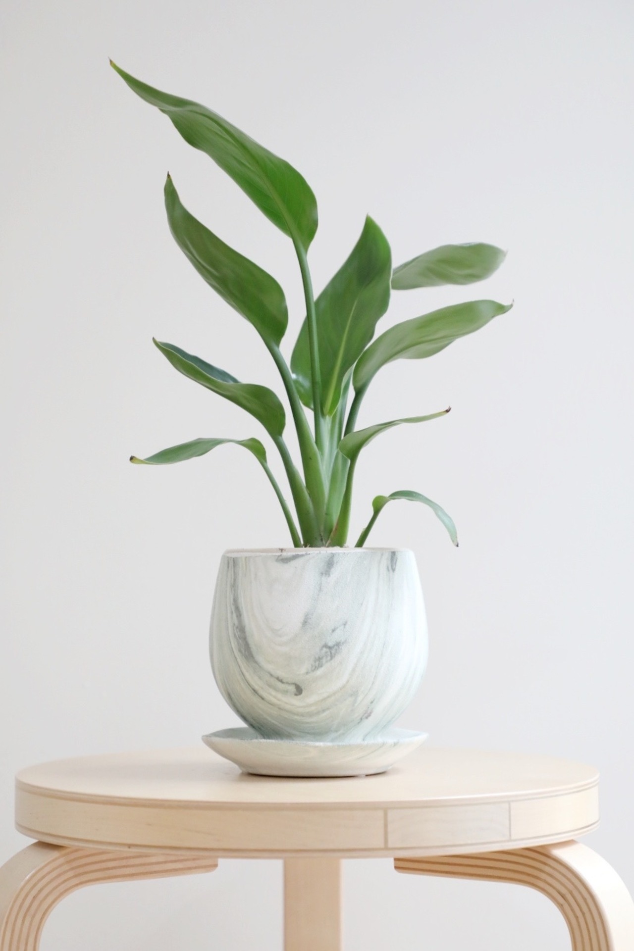 【M】オーガスタ/Strelitzia