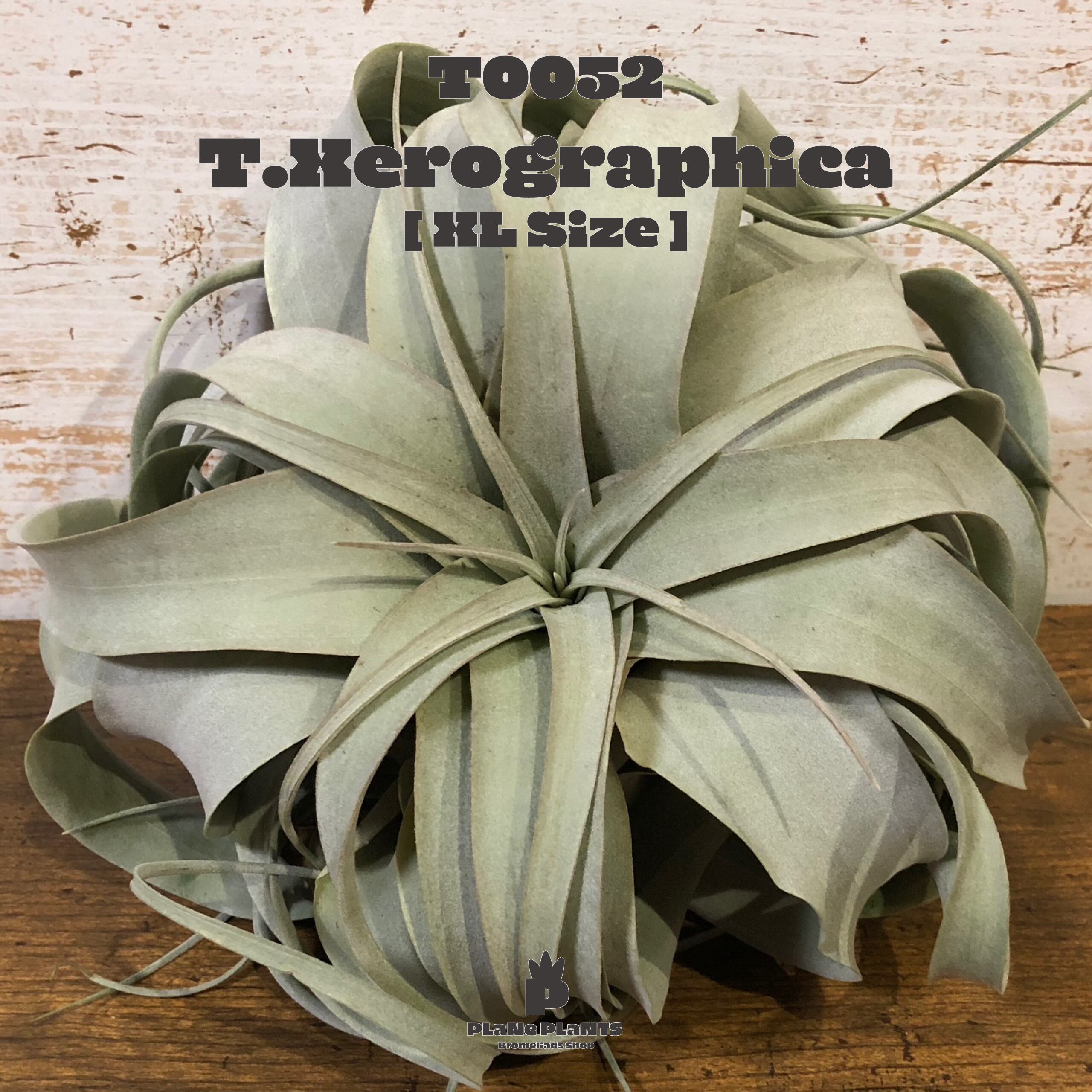 【送料無料】キセログラフィカXL〔エアプランツ〕現品発送T0052