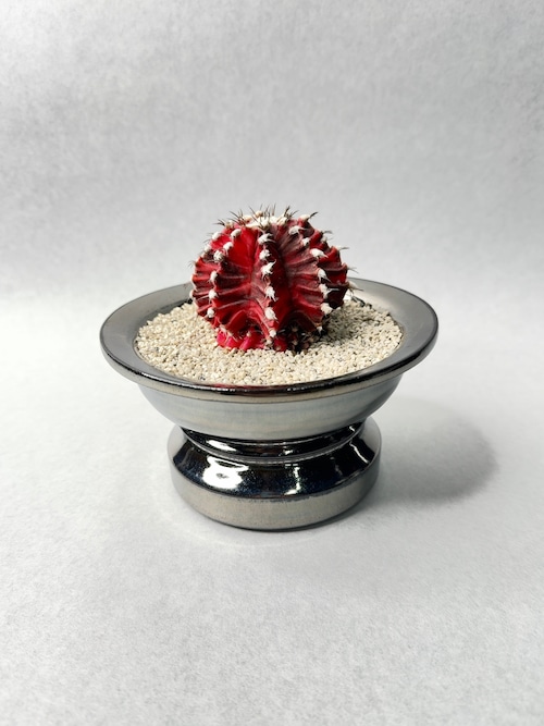 ギムノカリキウム・緋牡丹錦