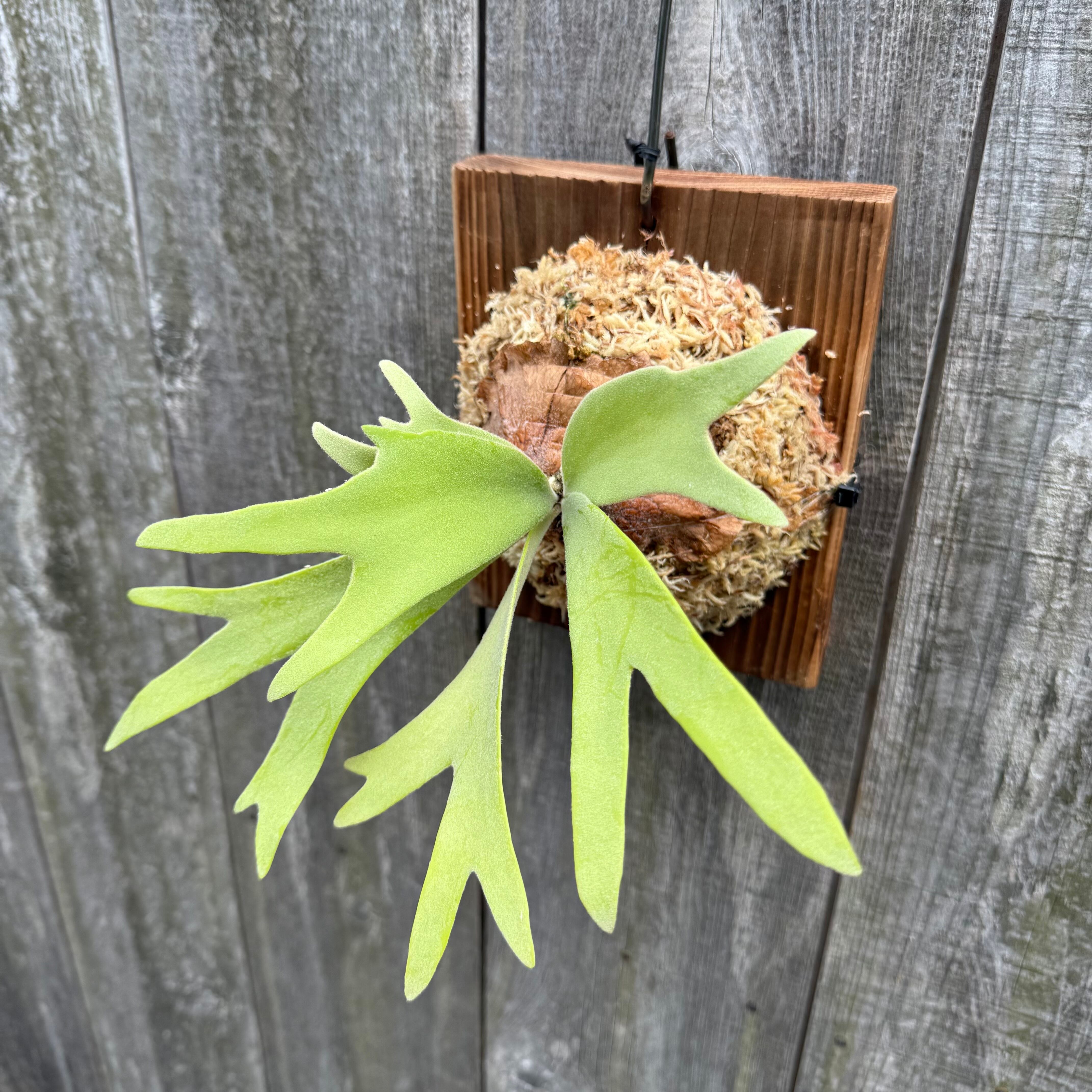 P. willinckii Leviathan(pup) | naturefix