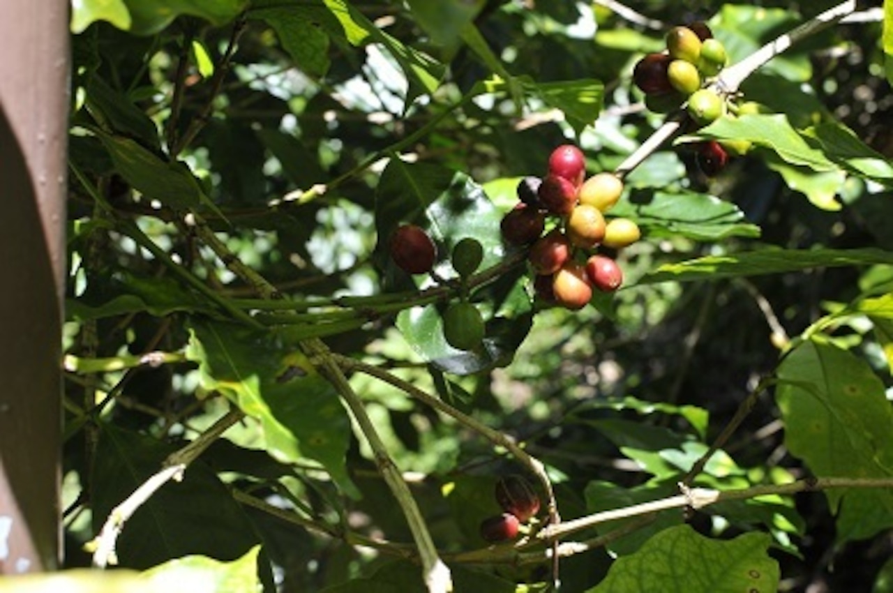 コーヒー　コーヒー豆　自家焙煎　パナマ ドンパチゲイシャN   □産地:パナマ □内容量:100g