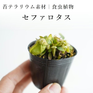 セファロタス　フォリキュラリス【食虫植物】　苔テラリウム作製用素材