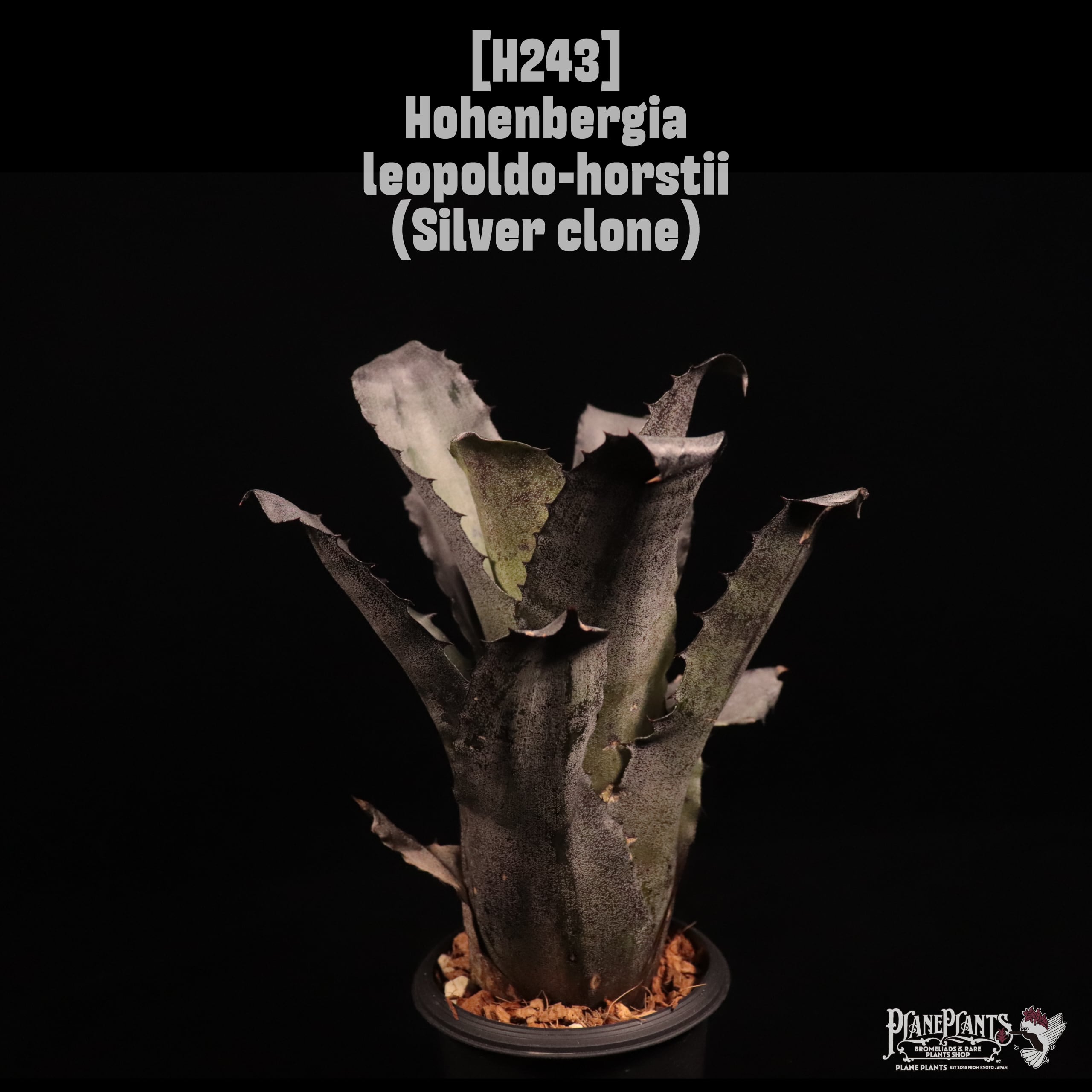 Hohenbergia leopoldo-horstii (Silver clone)〔ホヘンベルギア〕H243